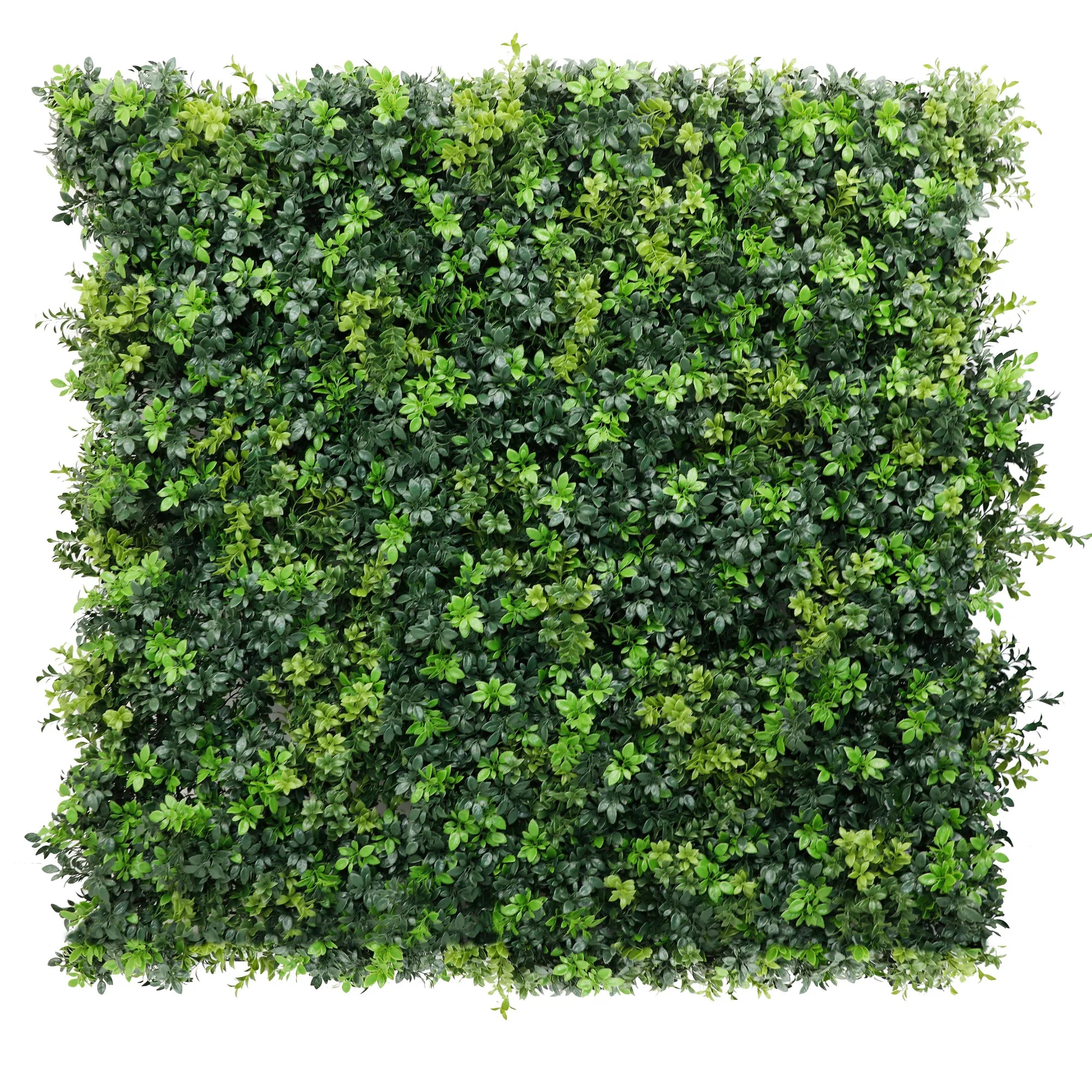 Dark green dense boxwood artificial vertical garden wall panel with UV resistance and metal backing, 40x40 inches for living wall displays.