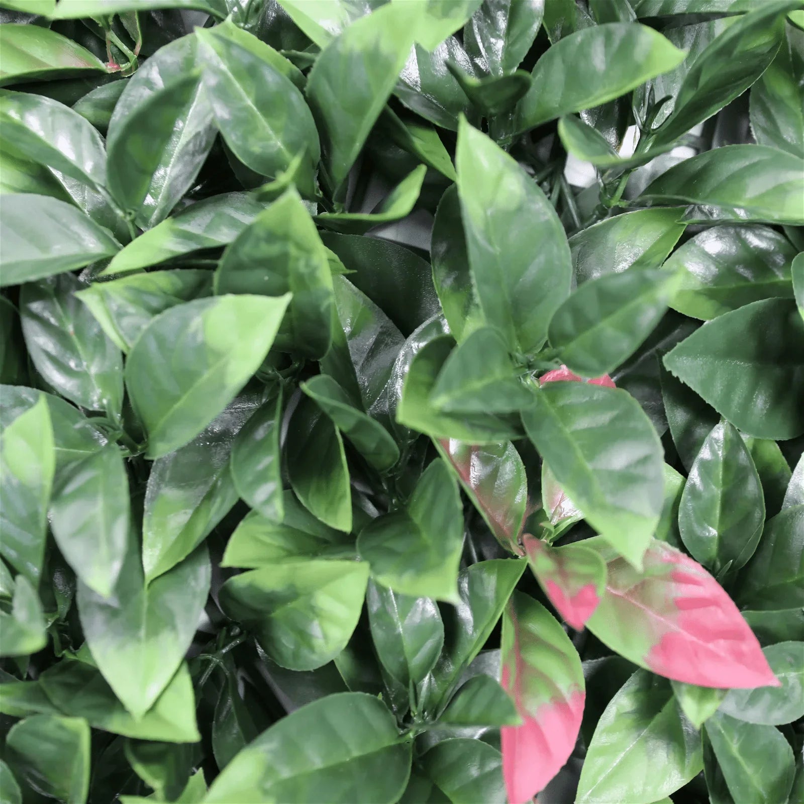 Close-up of Photinia Artificial Vertical Garden Green Wall Panel with lush red robin hedge leaves, UV resistant, 40x40 inches.