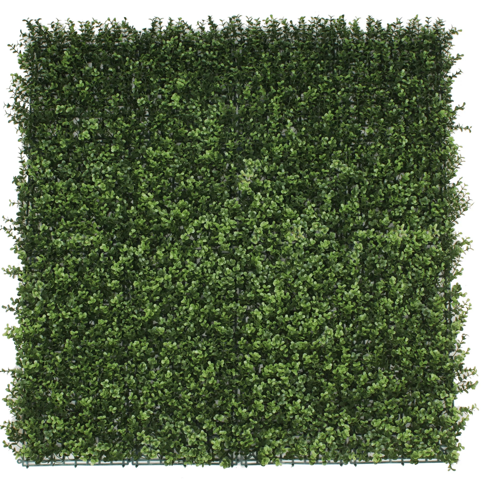 Small sample of Designer Plants USA natural boxwood green wall panel showing lush, realistic faux greenery for interior or exterior use.