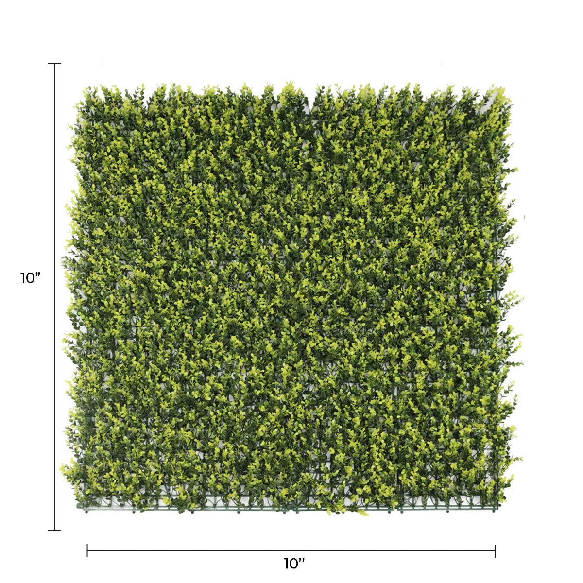 Small sample of yellow English Boxwood green wall by Designer Plants USA, showcasing artificial, UV-resistant wall panel.