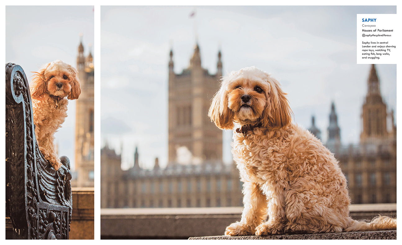 Hardcover book titled "Canines of London" by Insight Editions, featuring detailed images and descriptions of London's dogs.