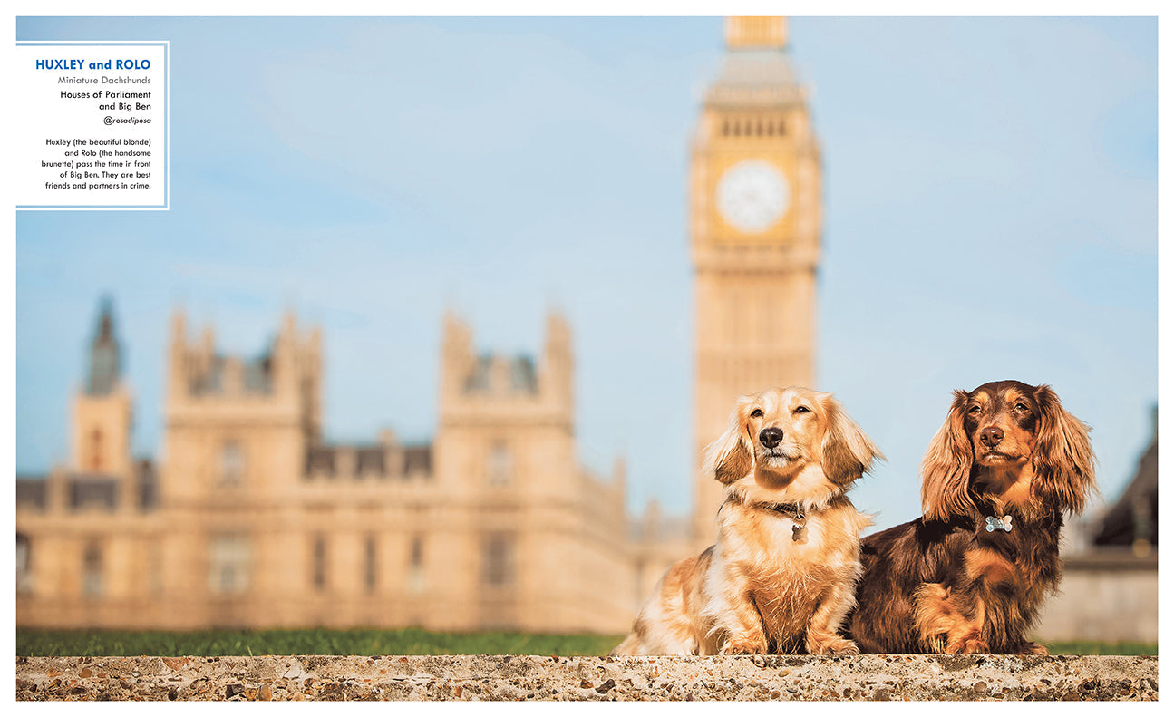 Hardcover book titled "Canines of London" by Insight Editions, featuring images and descriptions of London's dogs.