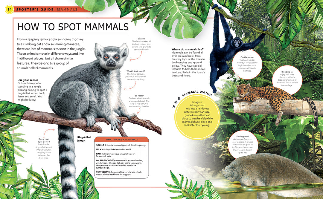 Hardcover jungle animals book by Insight Editions featuring colorful illustrations of wild animals in their natural habitats.