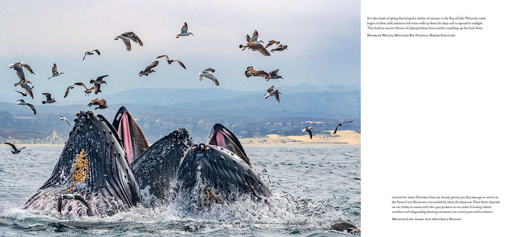 Hardcover book titled "Bay of Life" with a protective jacket by Insight Editions, featuring ocean-themed cover art.