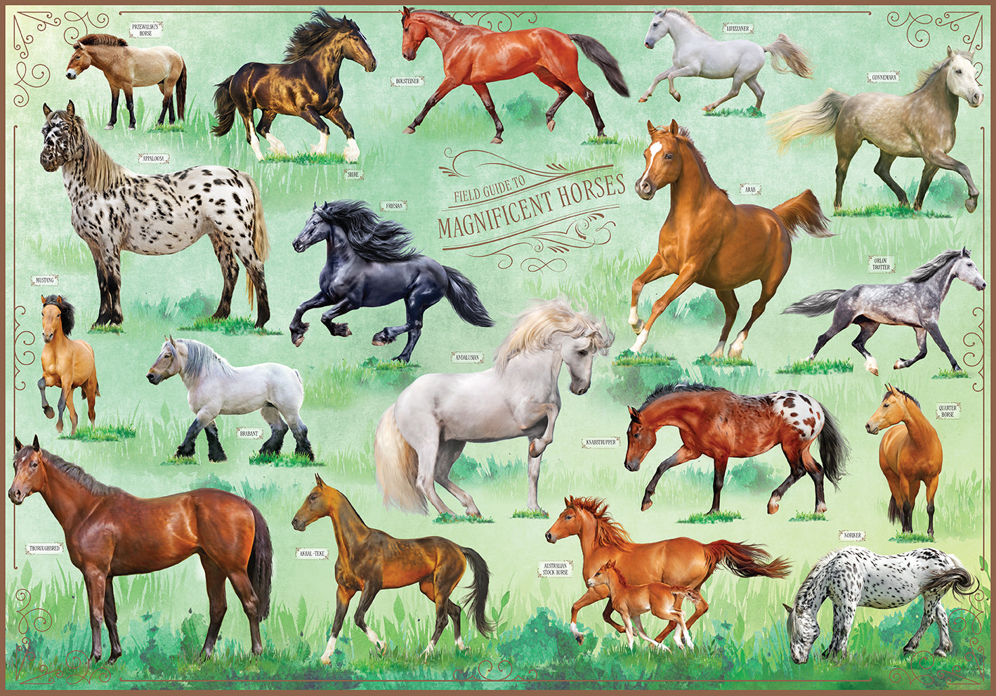 Insight Editions horse field guide kit showing colorful illustrations and detailed pages about magnificent horses.