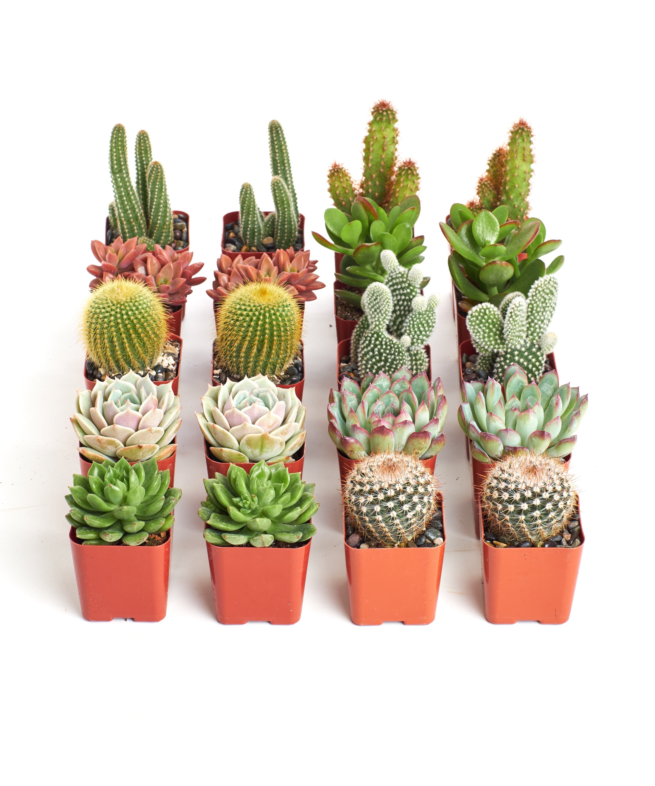Assorted mini succulent and cactus collection featuring small potted succulents and cacti from Shop Succulents.