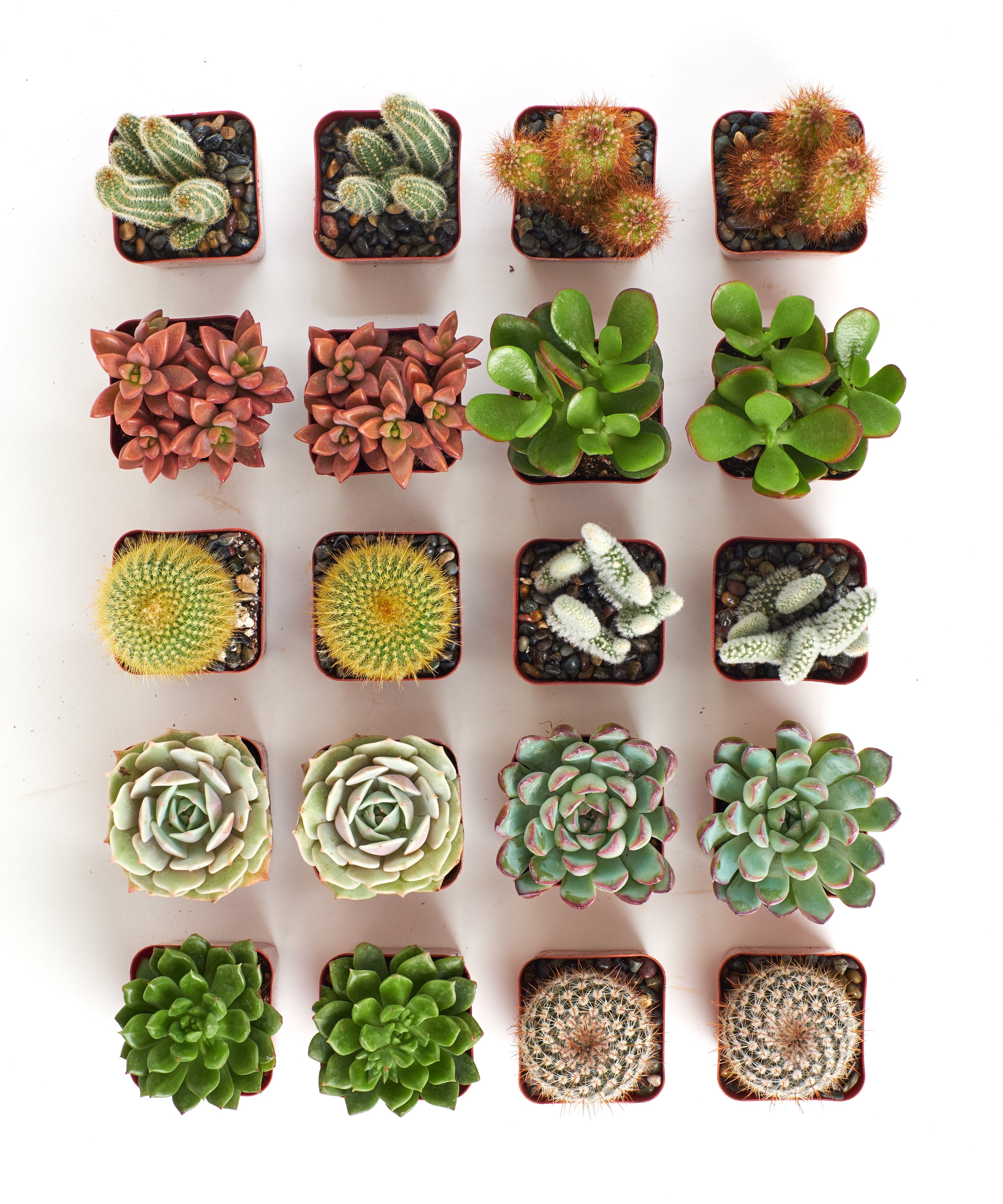 Assorted mini succulent and cactus collection with small potted succulents and cacti from Shop Succulents.