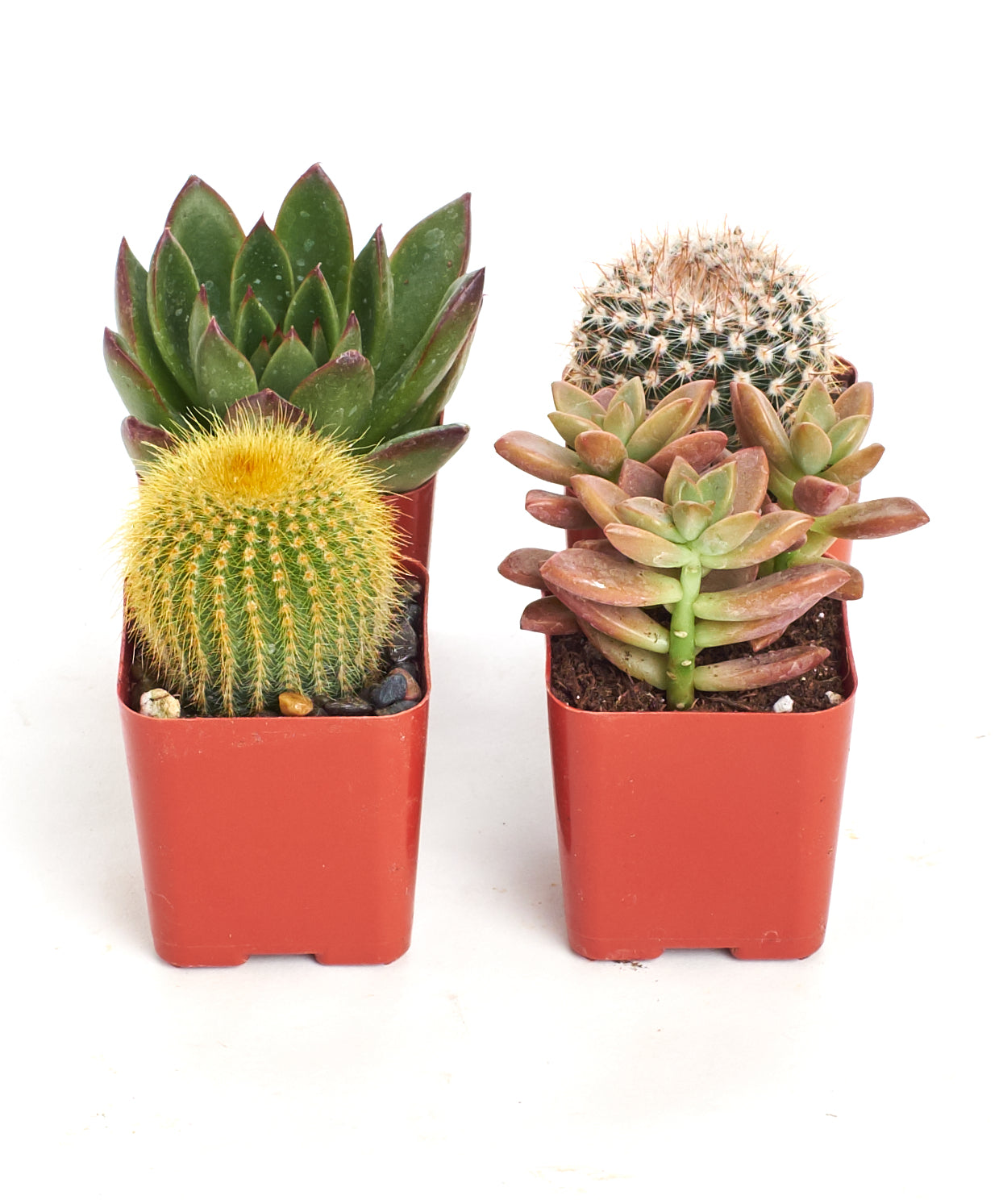 Assorted mini succulent and cactus collection with small potted plants, featuring various shapes and green foliage from Shop Succulents.