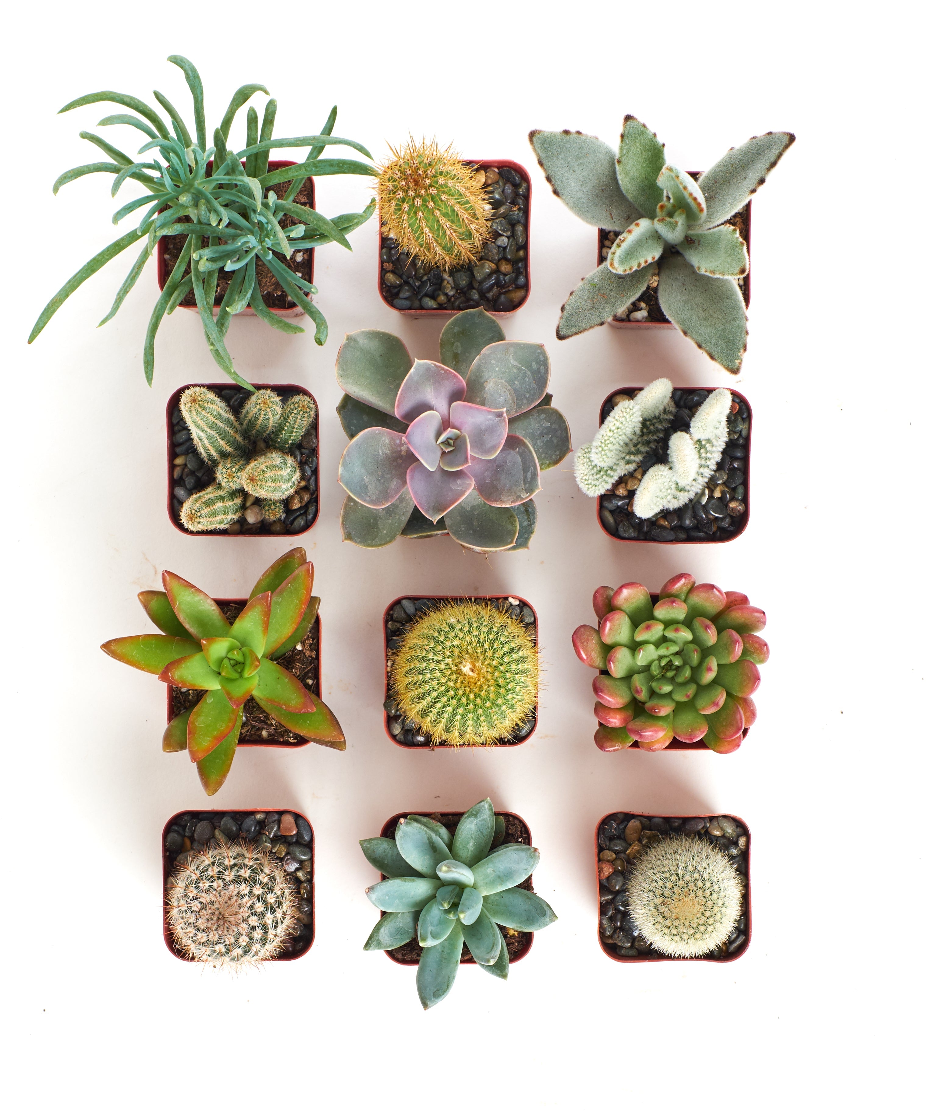 Assorted mini succulent and cactus collection featuring small potted succulents and cacti, ideal for tabletop or windowsill decor.