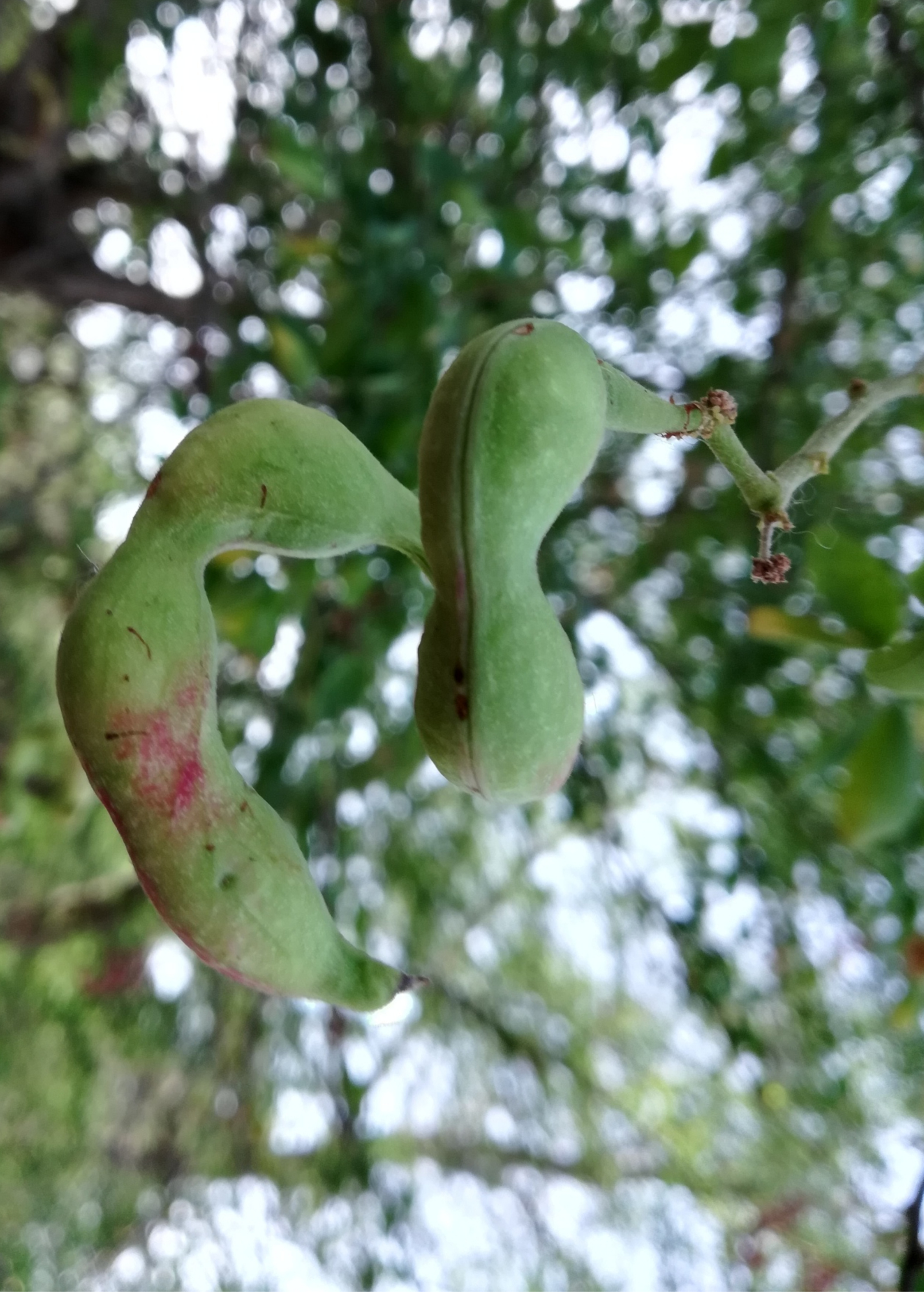 Inga cinnamomea fruiting plant in a large coconut coir pot, showcasing lush green foliage and developing fruit.