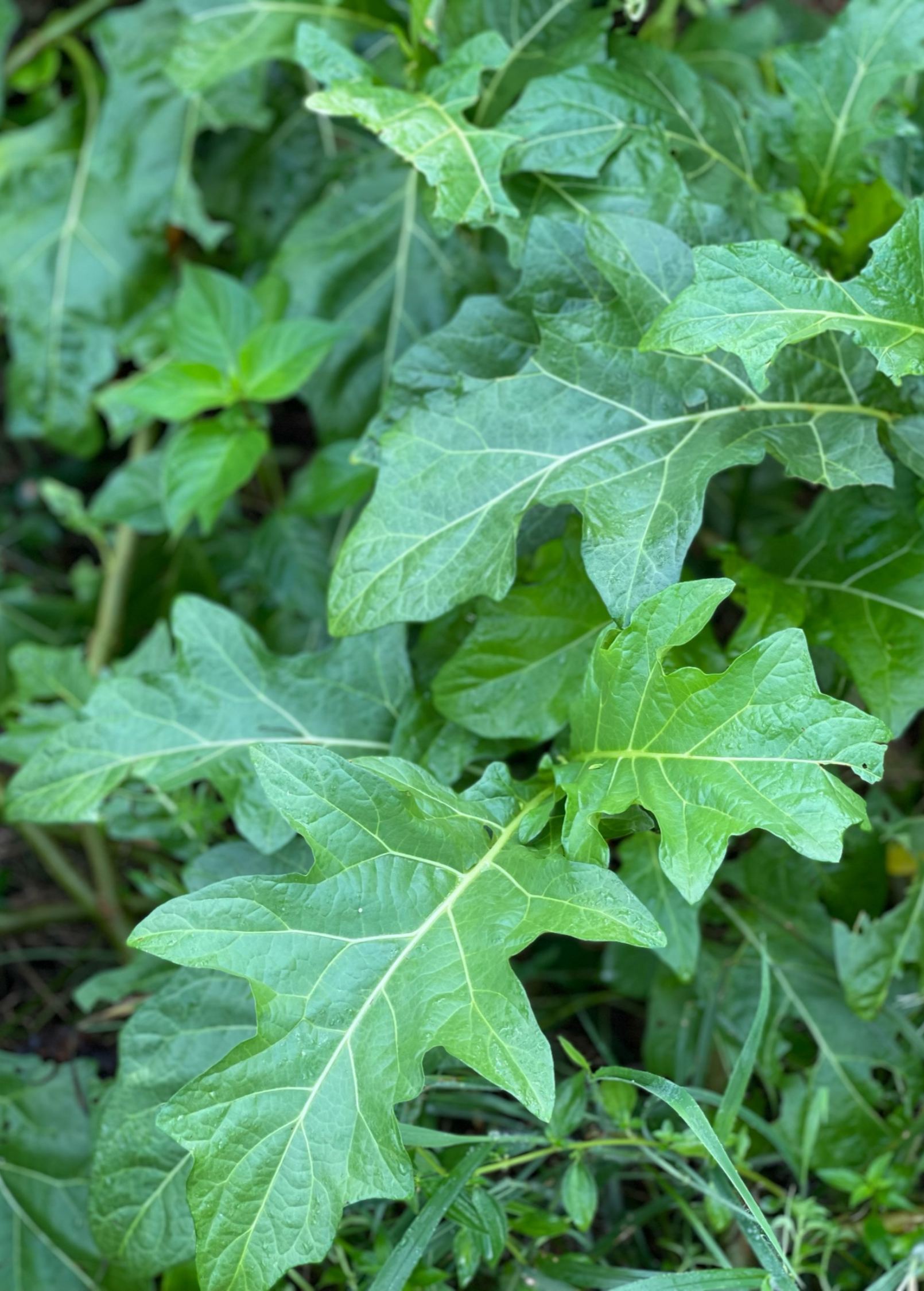 African Eggplant Nya Nya Chungu fruiting plant in a coconut coir pot by Sow Exotic, showcasing vibrant green leaves and developing fruit.