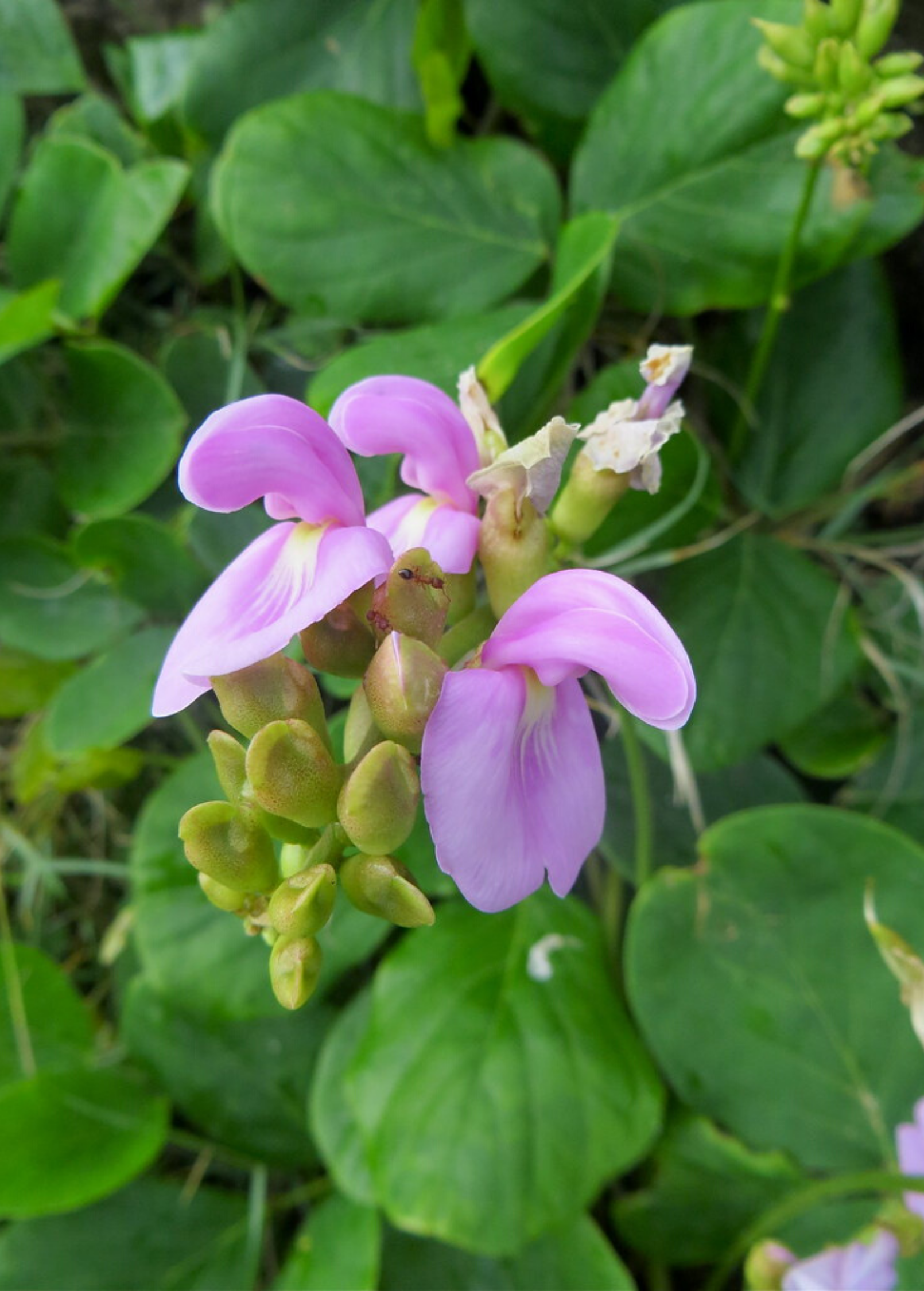 Fruiting Beach Bean plant (Canavalia rosea) in a coconut coir pot, showcasing lush green foliage and emerging flowers.