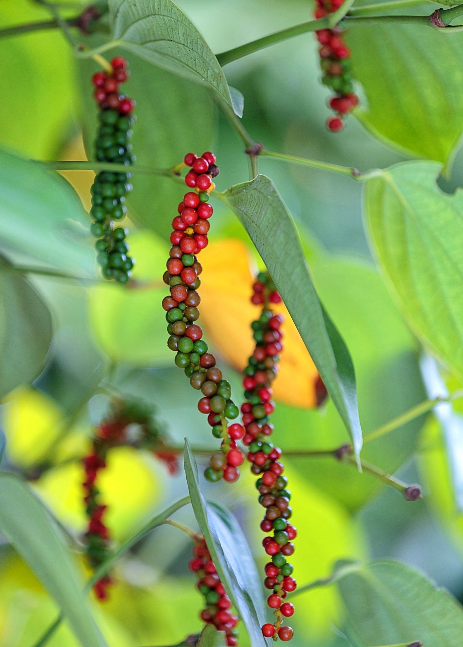 Black Pepper Vine (Piper nigrum) in coconut coir pot, a lush fruiting plant from Sow Exotic.