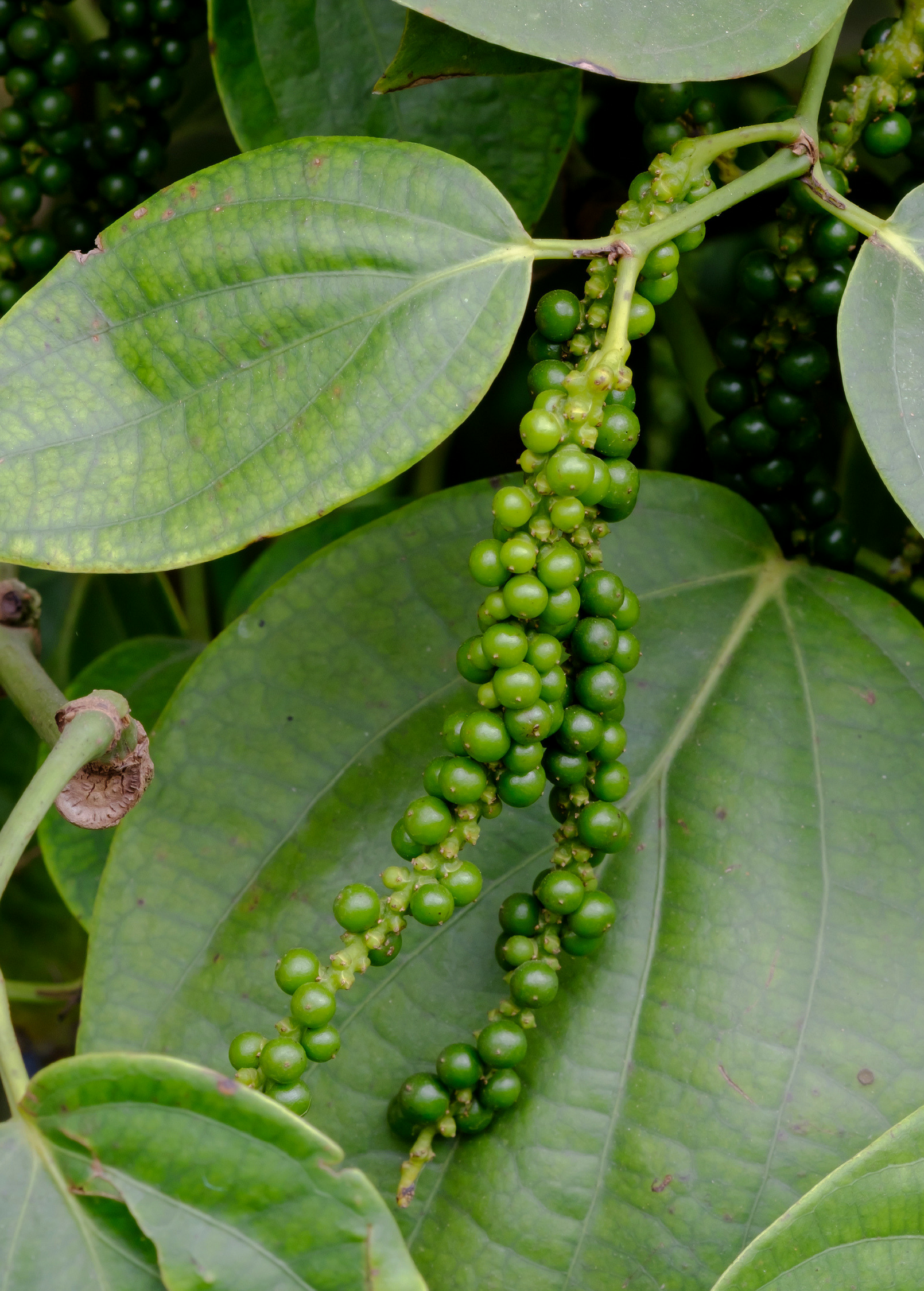 Black Pepper Vine in coconut coir pot, healthy Piper nigrum fruiting plant from Sow Exotic.