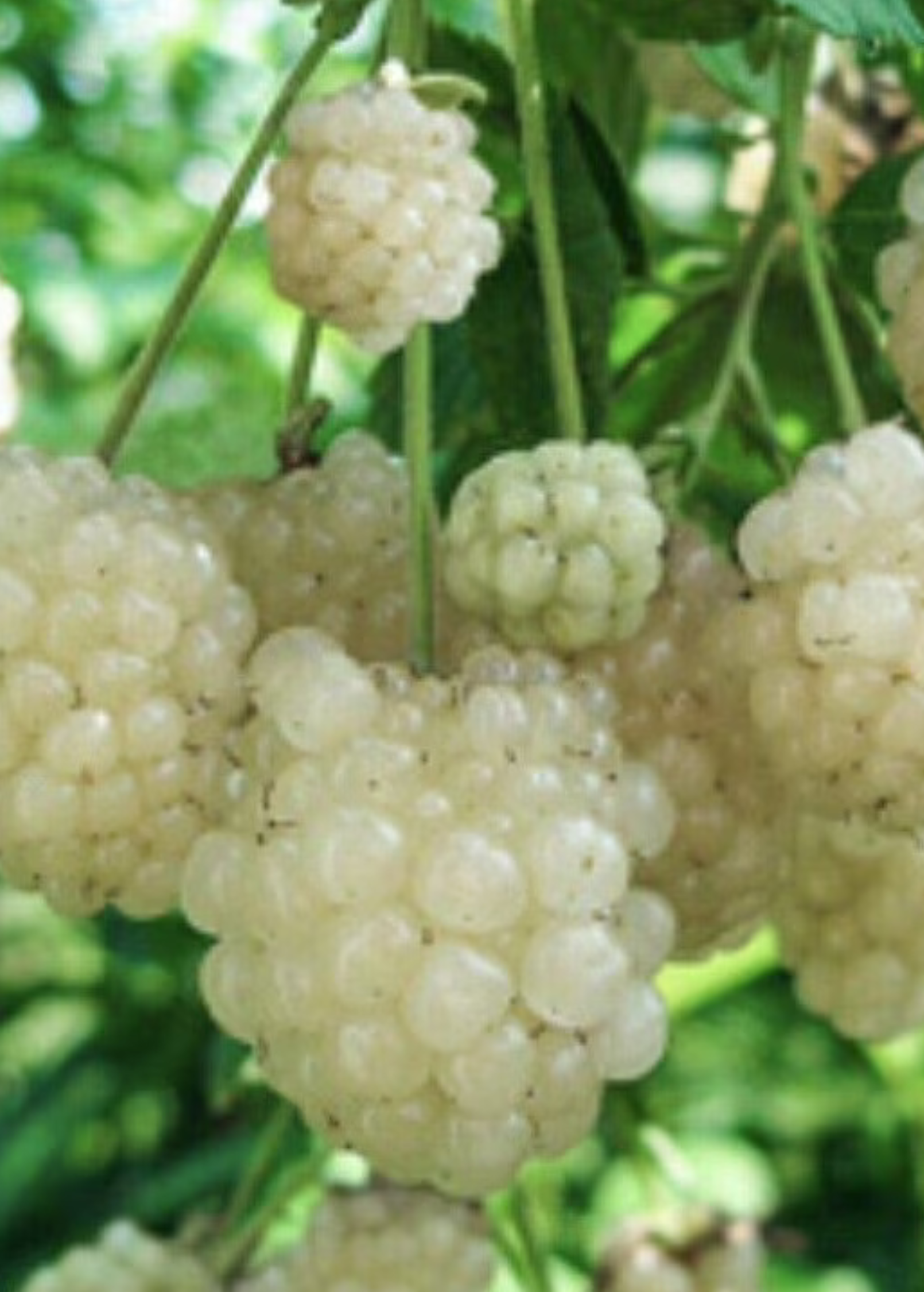 Blackberry 'Snowbank White' Rubus fruiting plant in a coconut coir pot, showcasing healthy green foliage and compact growth.