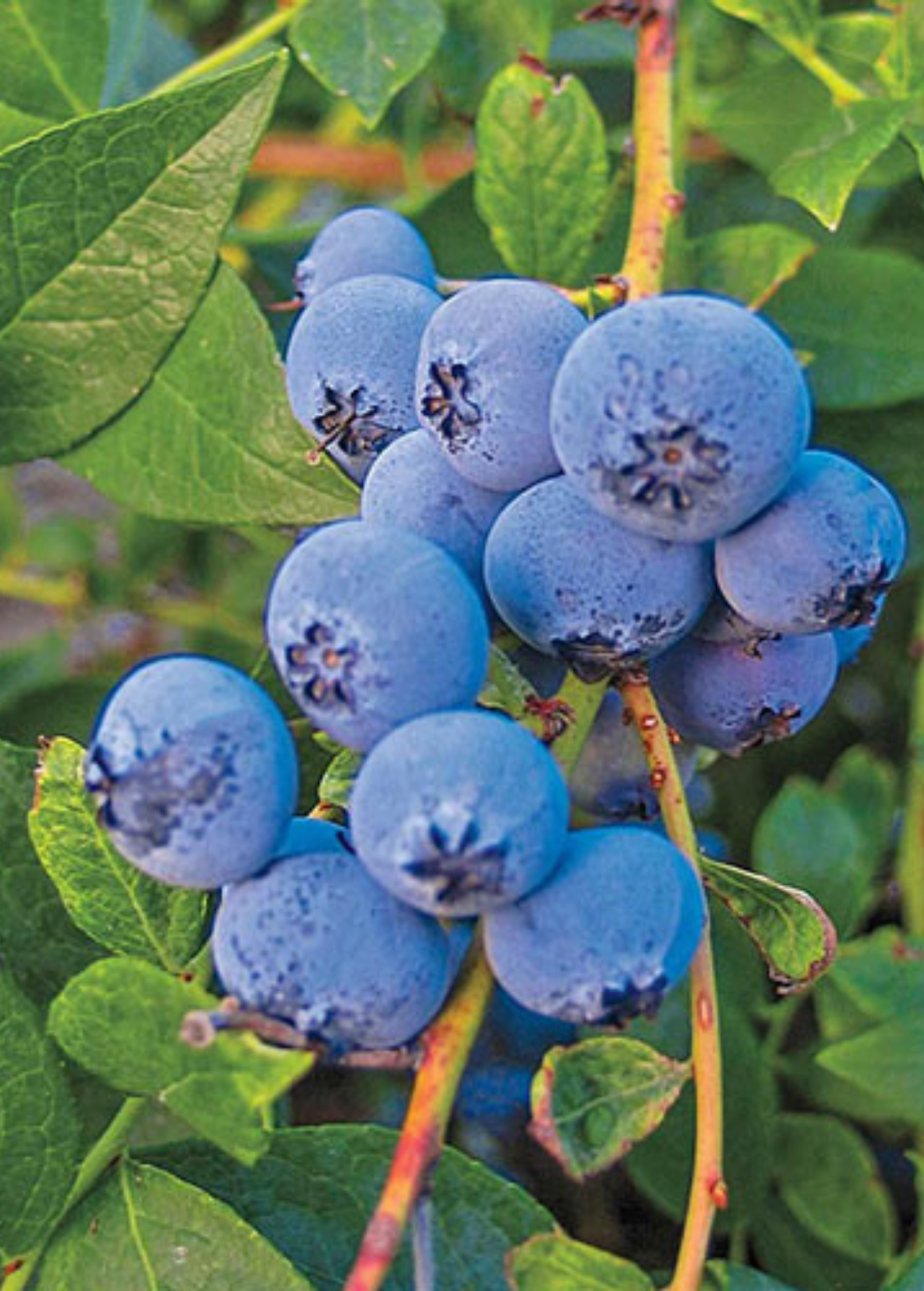 Blueberry 'Biloxi' Vaccinium darrowii fruiting plant in coconut coir pot, grown by Sow Exotic