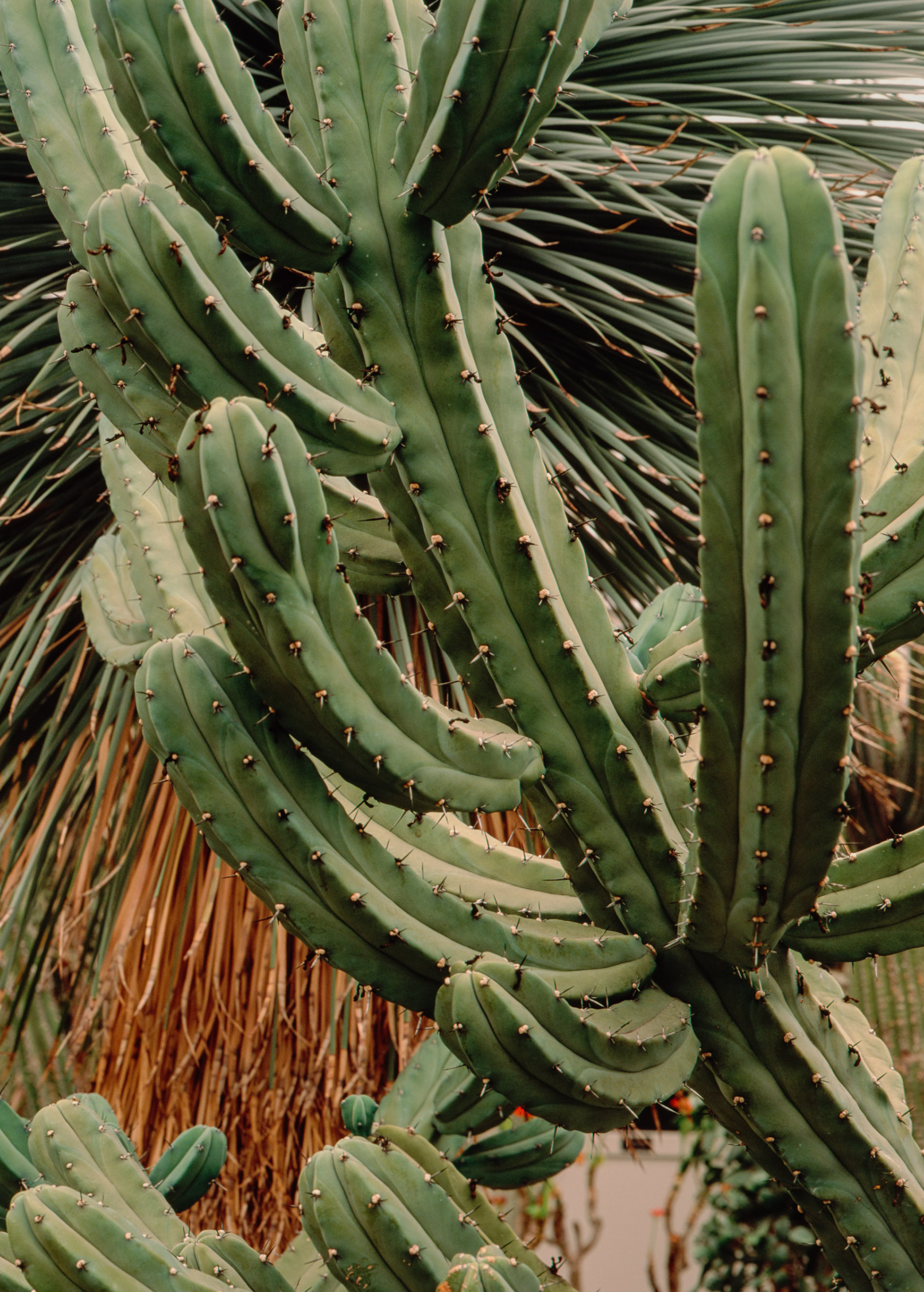 Blueberry Cactus (Myrtillocactus geometrizans) fruiting plant in coconut coir pot, grown by Sow Exotic, with vibrant blue-green stems.