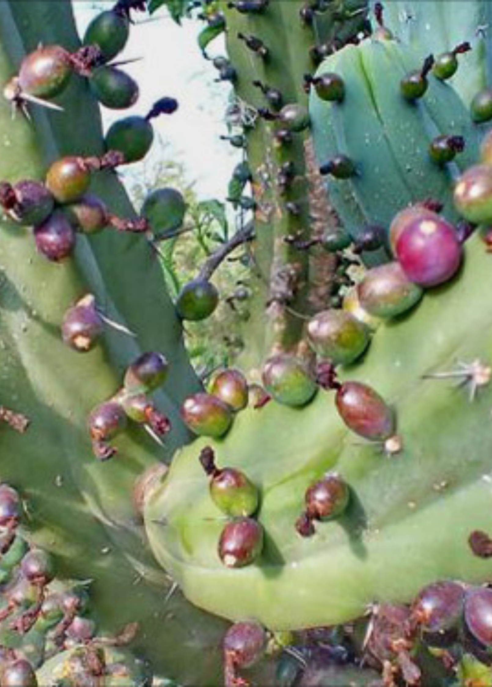 Blueberry Cactus (Myrtillocactus geometrizans) fruiting plant in coconut coir pot, showcasing its vibrant green, blue-tinged cactus stems.
