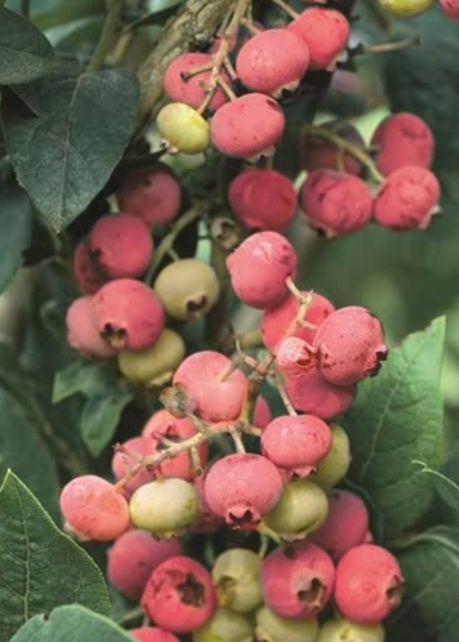 Blueberry 'Florida Rose' fruiting plant in coconut coir pot by Sow Exotic, showcasing lush foliage and developing berries.