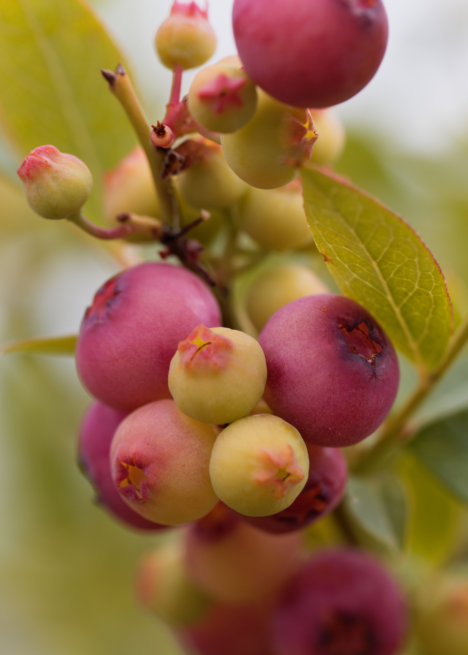 Blueberry 'Pink Lemonade' fruiting plant in coconut coir pot, showcasing vibrant leaves and developing berries, by Sow Exotic.