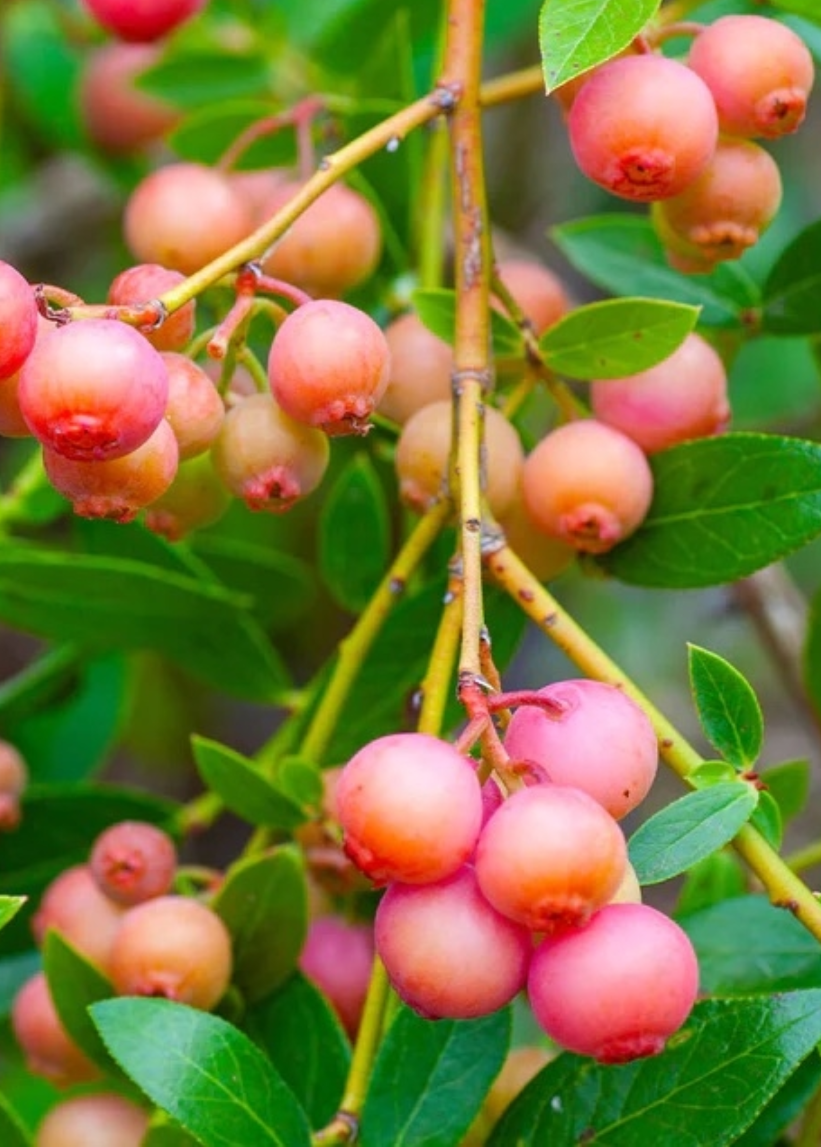 Blueberry 'Pink Lemonade' fruiting plant in coconut coir pot, showcasing vibrant foliage and developing berries.