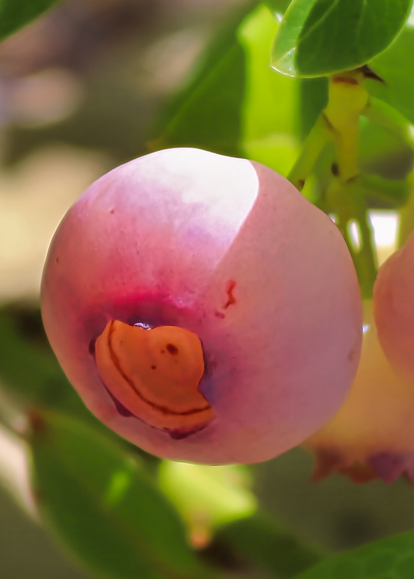 Blueberry 'Pink Lemonade' fruiting plant in coconut coir pot, showing vibrant foliage and developing berries, by Sow Exotic.
