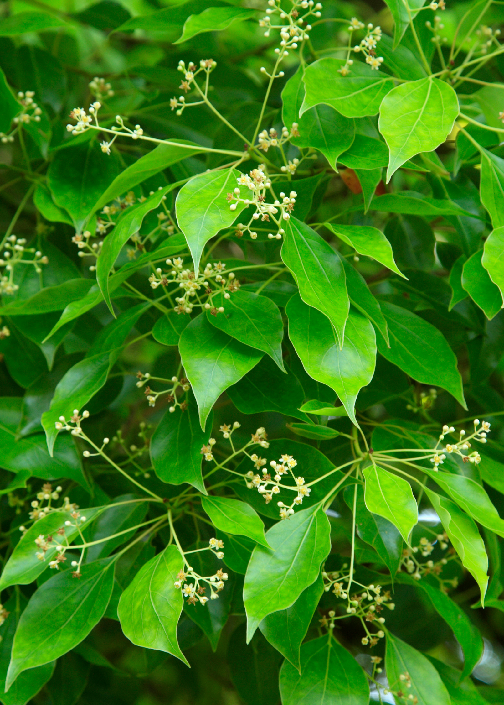 Fruiting Camphor plant (Cinnamomum camphora) in coconut coir pot, showcasing lush green leaves and developing fruit from Sow Exotic.