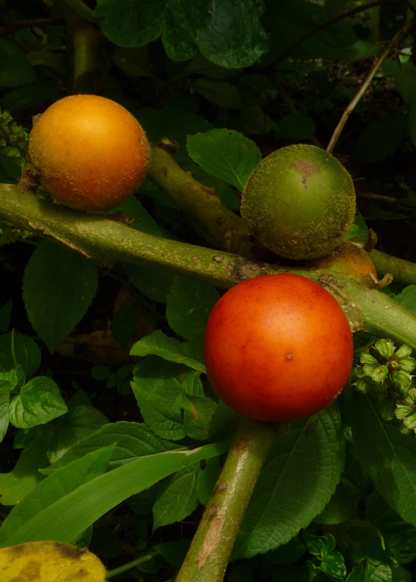 Cocona fruiting plant in a coconut coir pot by Sow Exotic, showcasing lush green leaves and developing fruit.