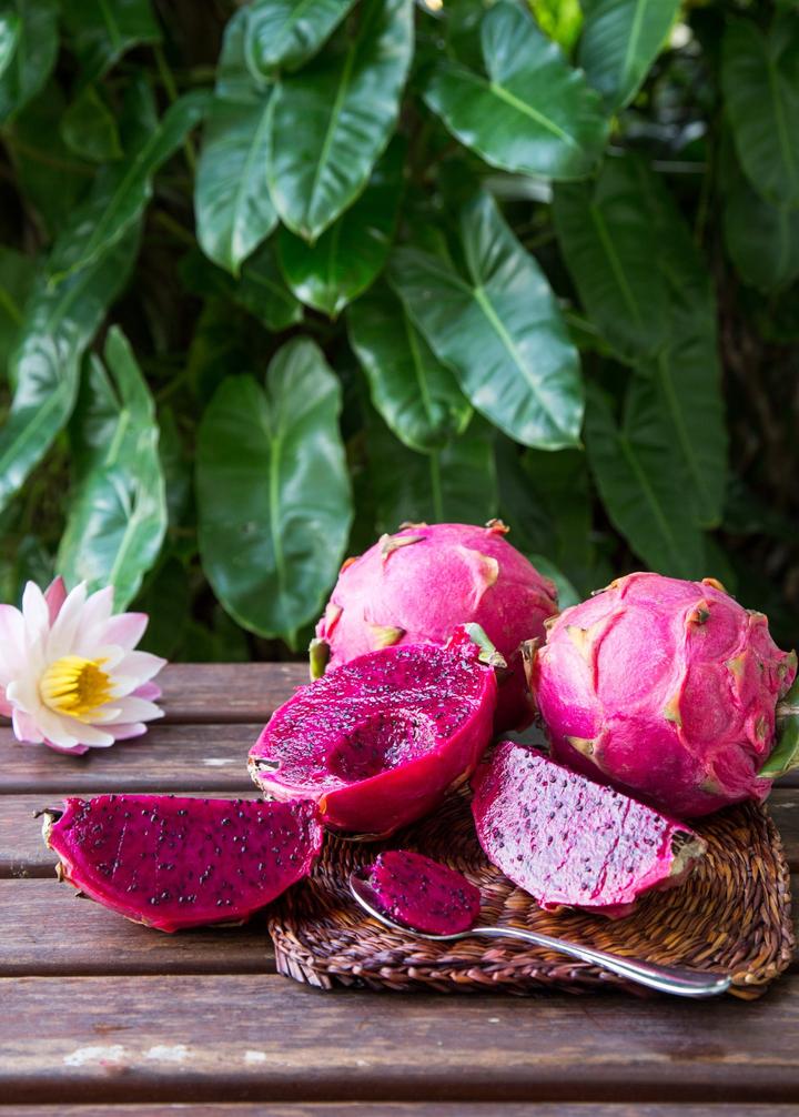 Red Dragon Fruit 'Tricia' fruiting plant in coconut coir pot, showcasing vibrant leaves and developing fruit, by Sow Exotic.