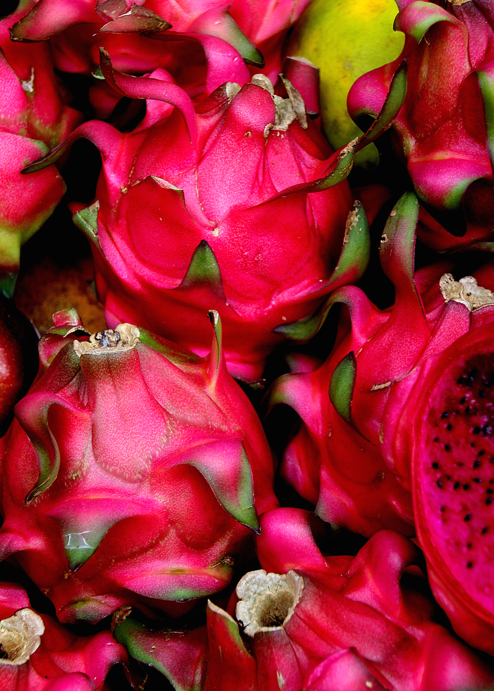 Red 'Tricia' Dragon Fruit plant in coconut coir pot, showcasing vibrant fruiting Hylocereus polyrhizus by Sow Exotic.