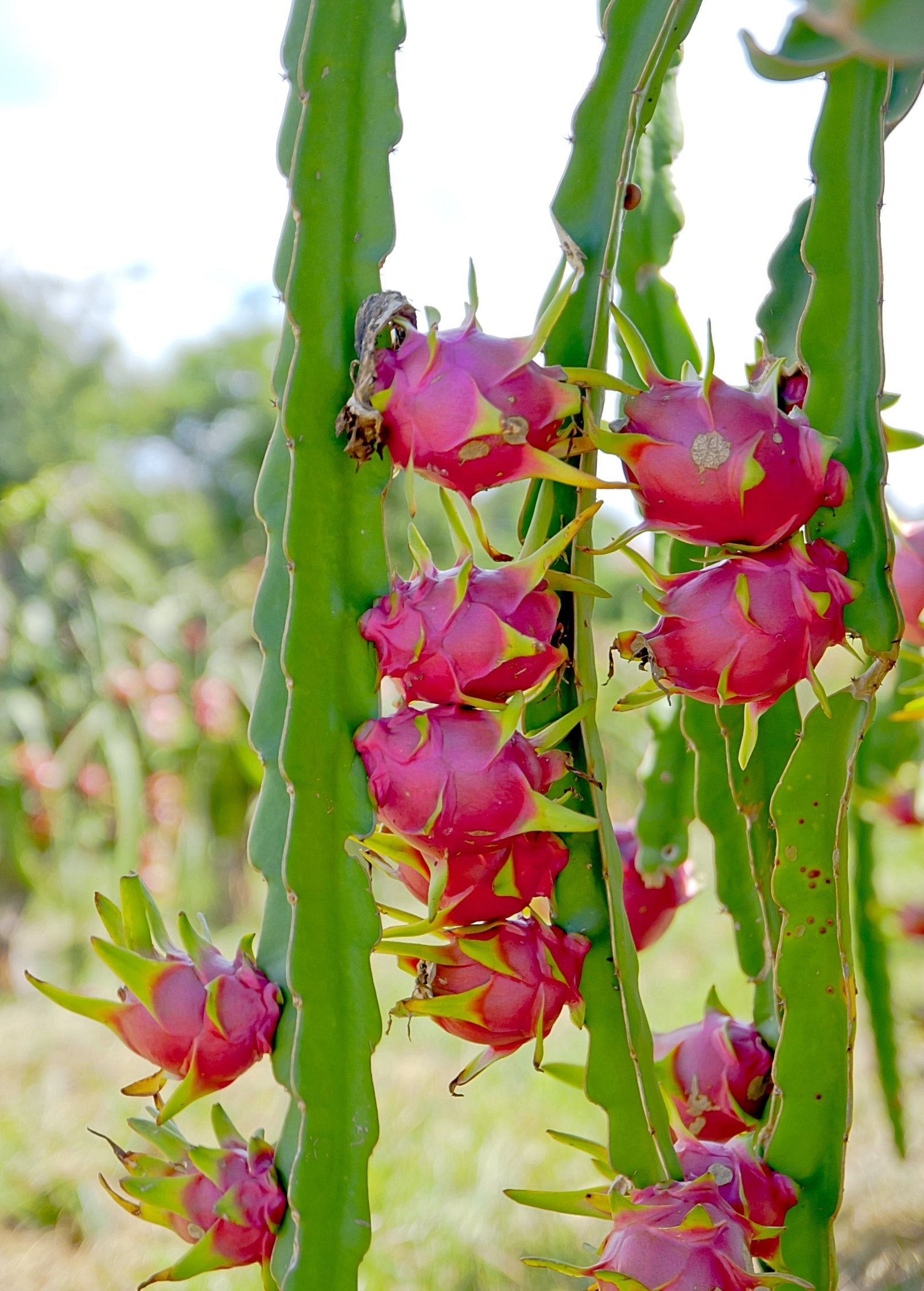 White Vietnamese Jaina dragon fruit plant in coconut coir pot, showcasing lush green stems and developing fruit on a fruiting plant.