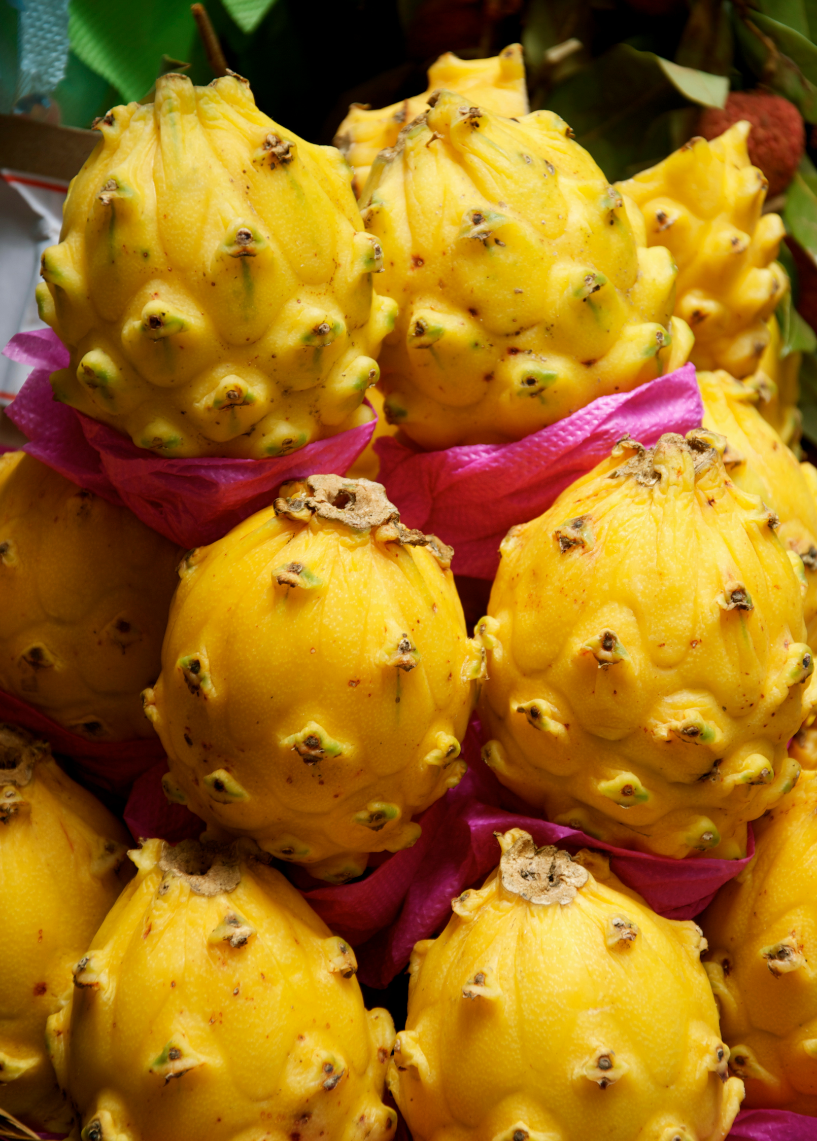 Yellow dragon fruit plant in a coconut coir pot, showcasing its vibrant fruit and green succulent stems, by Sow Exotic.
