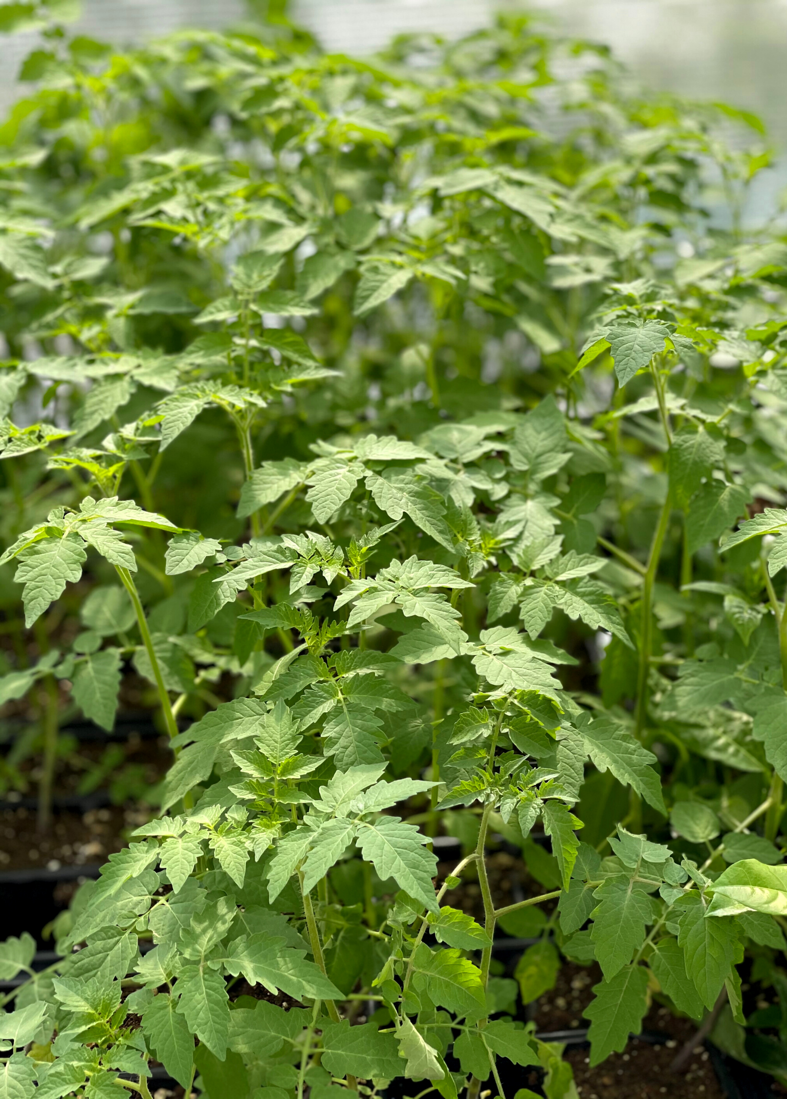 Everglades Tomato fruiting plant in a coconut coir pot by Sow Exotic, showing healthy green foliage and ripe tomatoes.