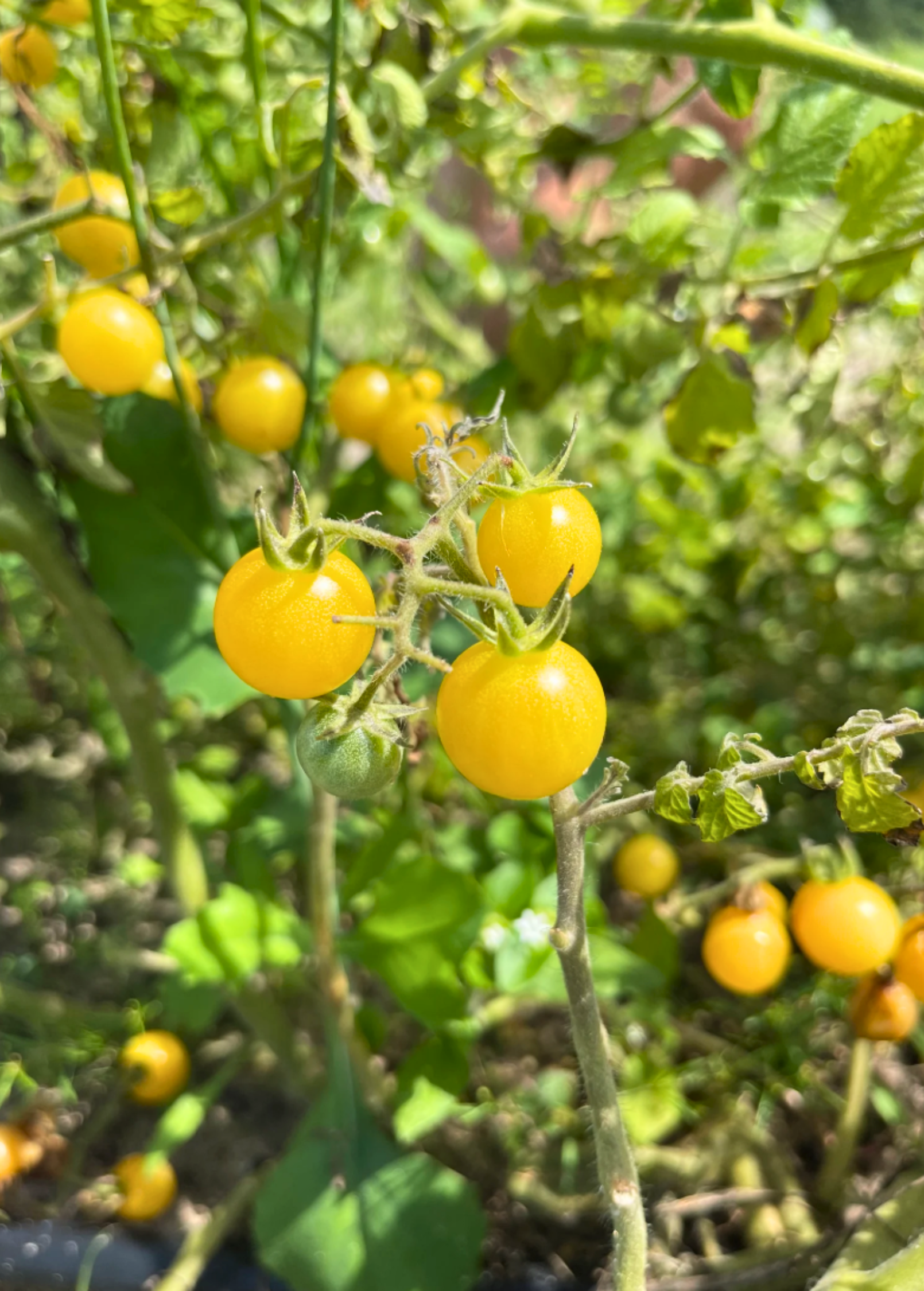 Yellow Everglades Tomato fruiting plant in a coconut coir pot, showcasing vibrant yellow tomatoes on a lush green plant from Sow Exotic.