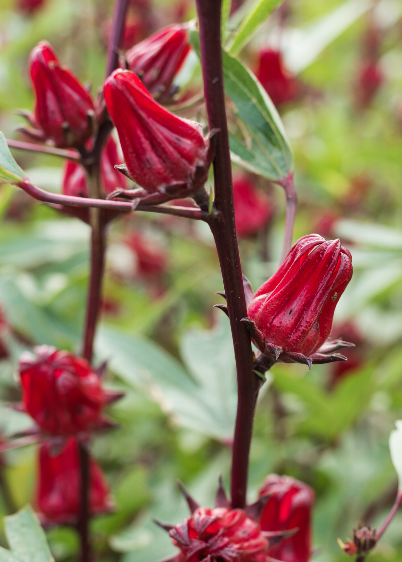 Florida Cranberry fruiting plant by Sow Exotic in a coconut coir pot, showcasing vibrant leaves and developing berries.