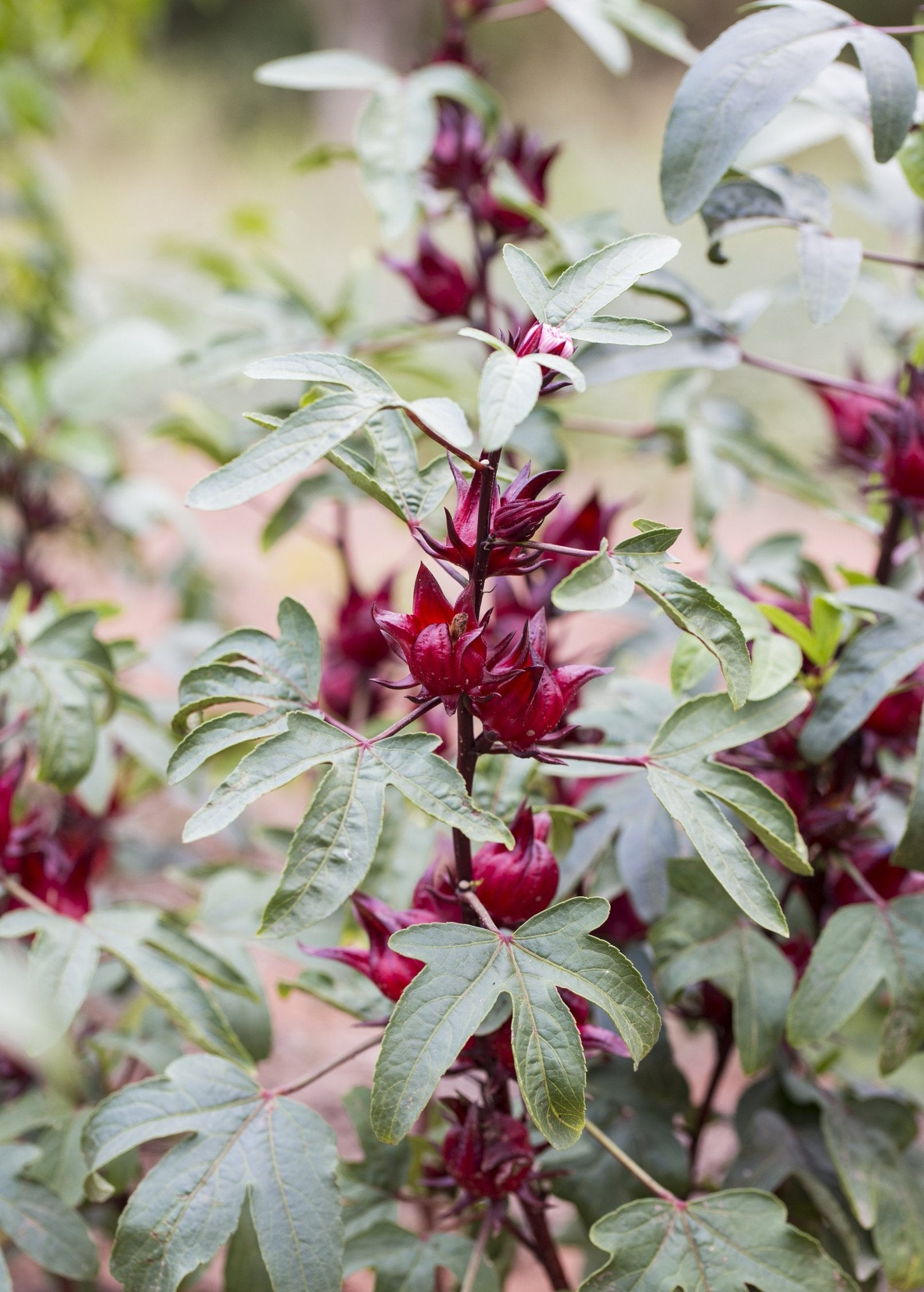 Florida Cranberry fruiting plant in a coconut coir pot, featuring vibrant red foliage and blossoms, by Sow Exotic.