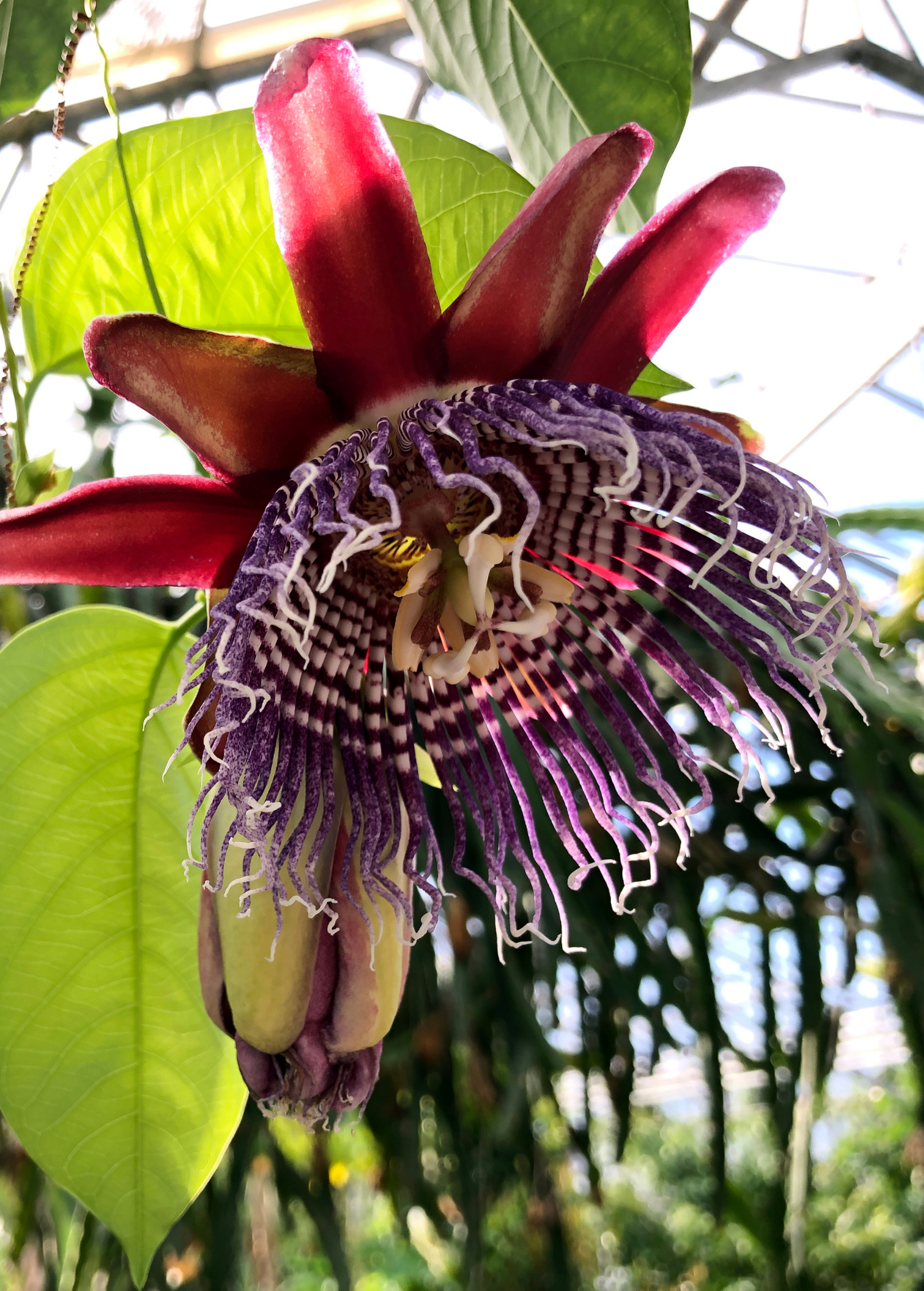 Giant Granadilla Passiflora quadrangularis L. fruiting plant in coconut coir pot by Sow Exotic, showcasing lush green leaves and developing fruit.