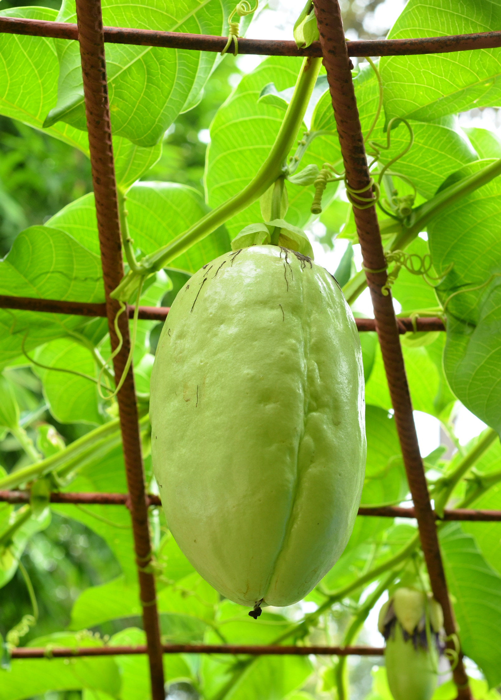Giant Granadilla Passiflora quadrangularis L. fruiting plant in coconut coir pot by Sow Exotic, showing lush green leaves and fruit.