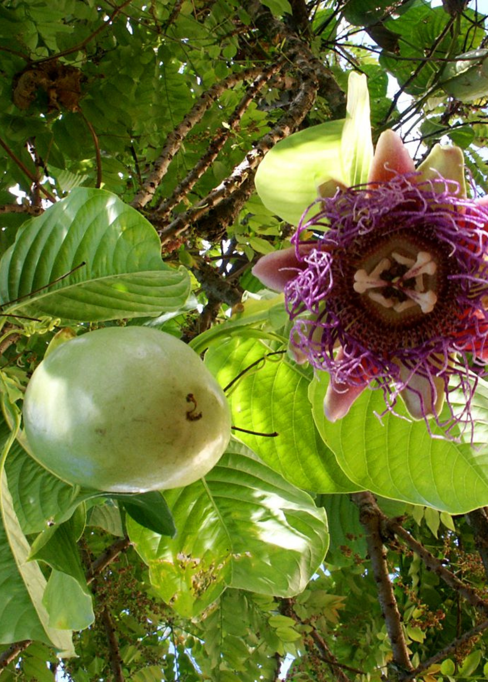 Giant Granadilla (Passiflora quadrangularis L.) fruiting plant in coconut coir pot by Sow Exotic, showcasing lush green foliage.