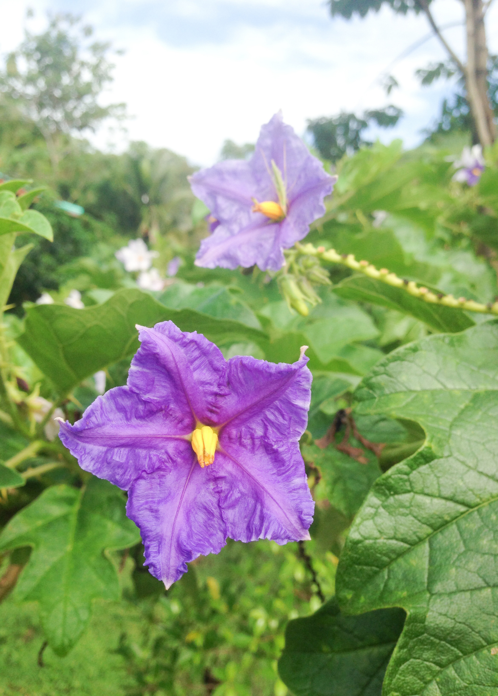 Giant Potato Tree (Solanum macranthum) in a coconut coir pot, a lush fruiting plant from Sow Exotic.