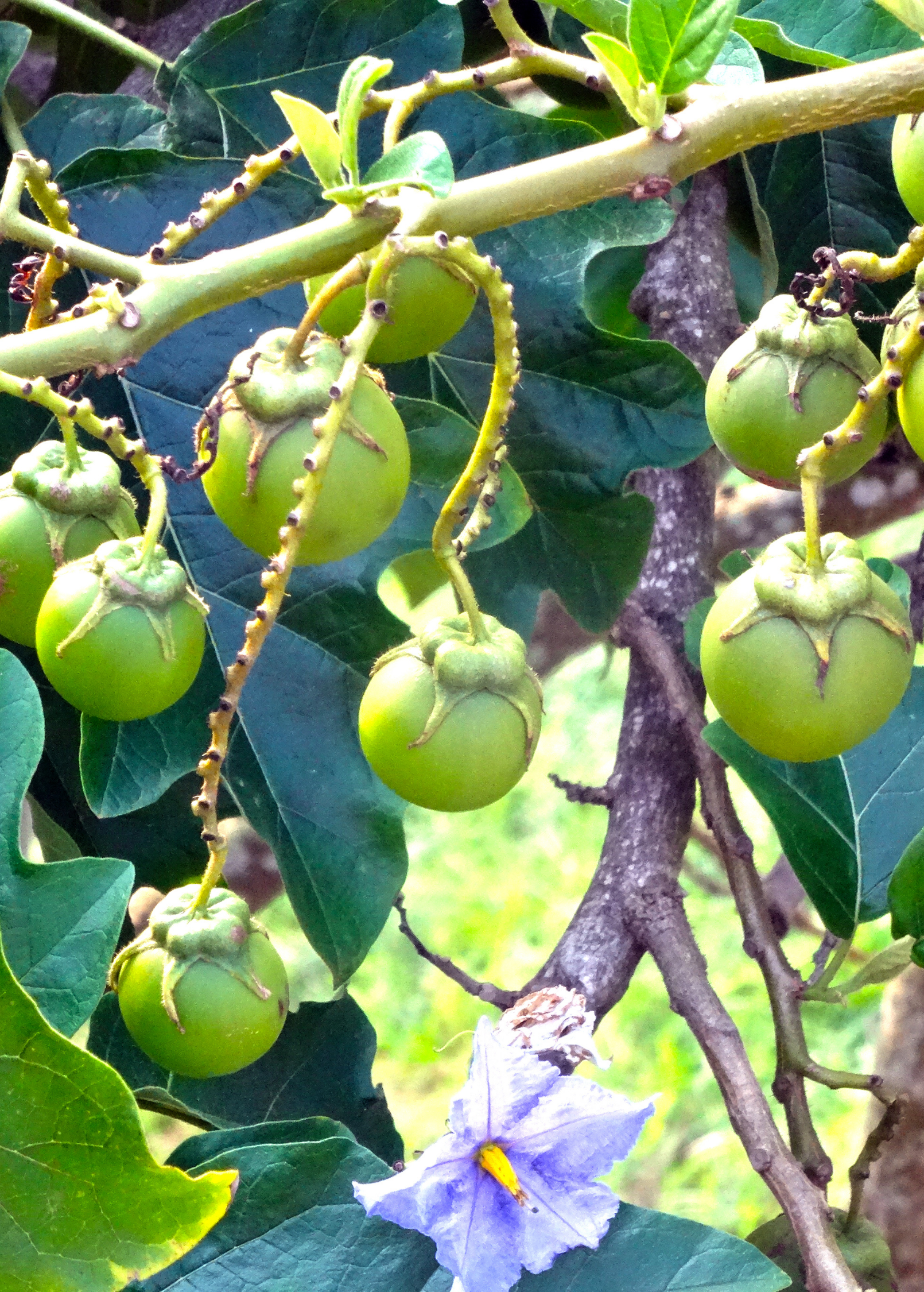 Giant Potato Tree (Solanum macranthum and Solanum wrightii) potted flowering fruiting plant by Sow Exotic in coconut coir pot.