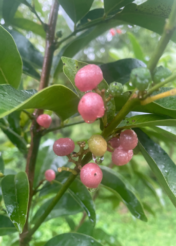 Fruiting Ginberry plant in coconut coir pot, showcasing lush green foliage and developing berries, by Sow Exotic.