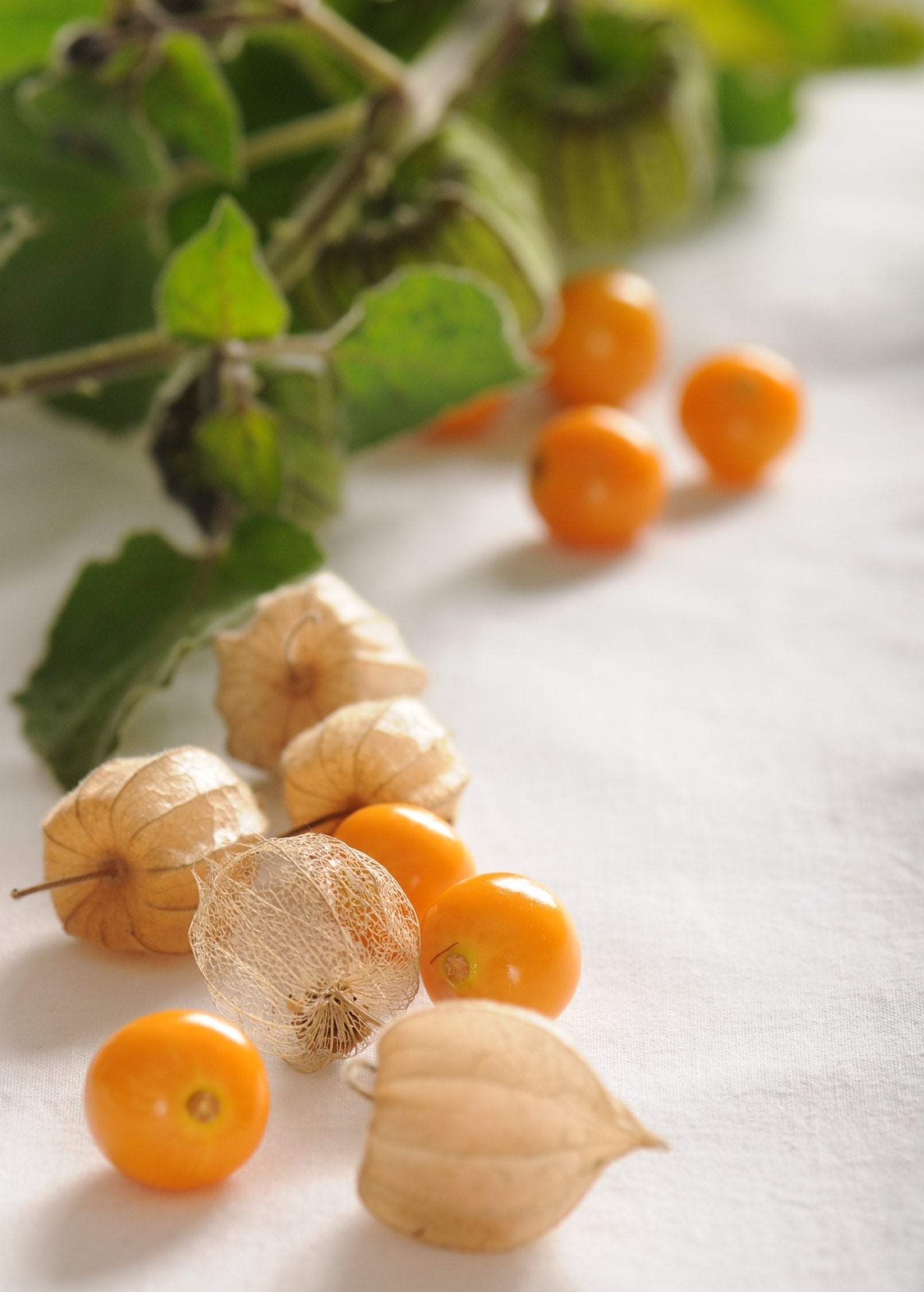Hawaiian Poha Berry fruiting plant in coconut coir pot, showing green foliage and ripe yellow berries, by Sow Exotic.