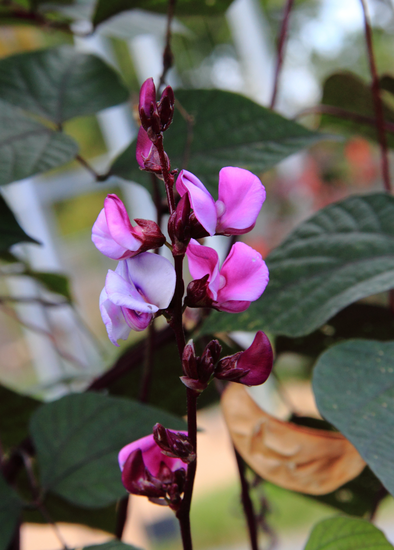 Lablab bean plant in a coconut coir pot, showcasing lush green foliage and flowering stems of the Lablab purpureus fruiting plant.