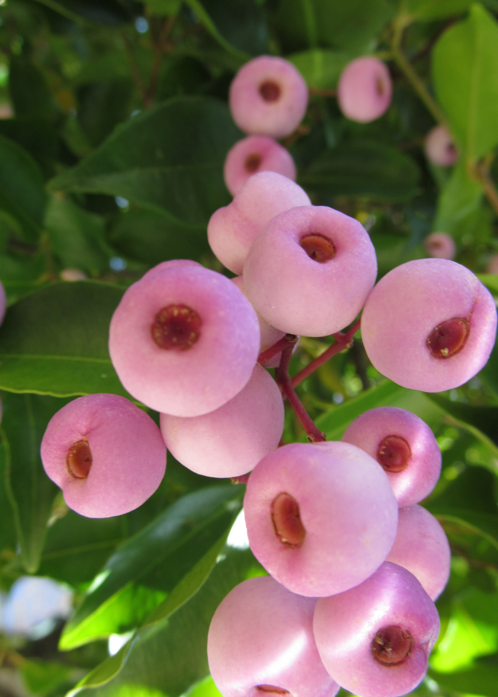 Lilly Pilly (Syzygium smithii) fruiting plant in coconut coir pot, showcasing lush green leaves and developing berries.