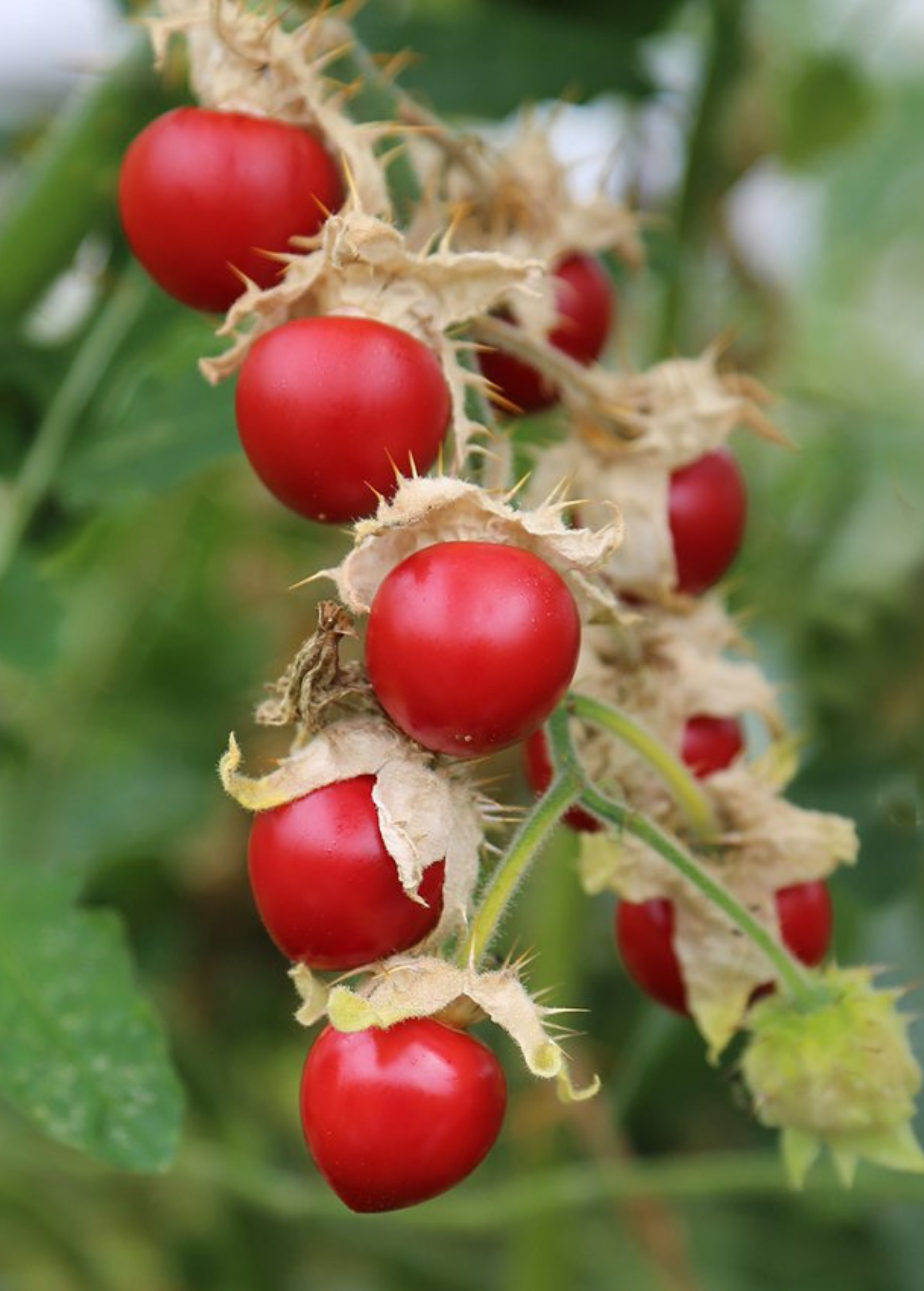 Litchi Tomato plant in a coconut coir pot, grown by Sow Exotic, showing lush green foliage and developing fruit.