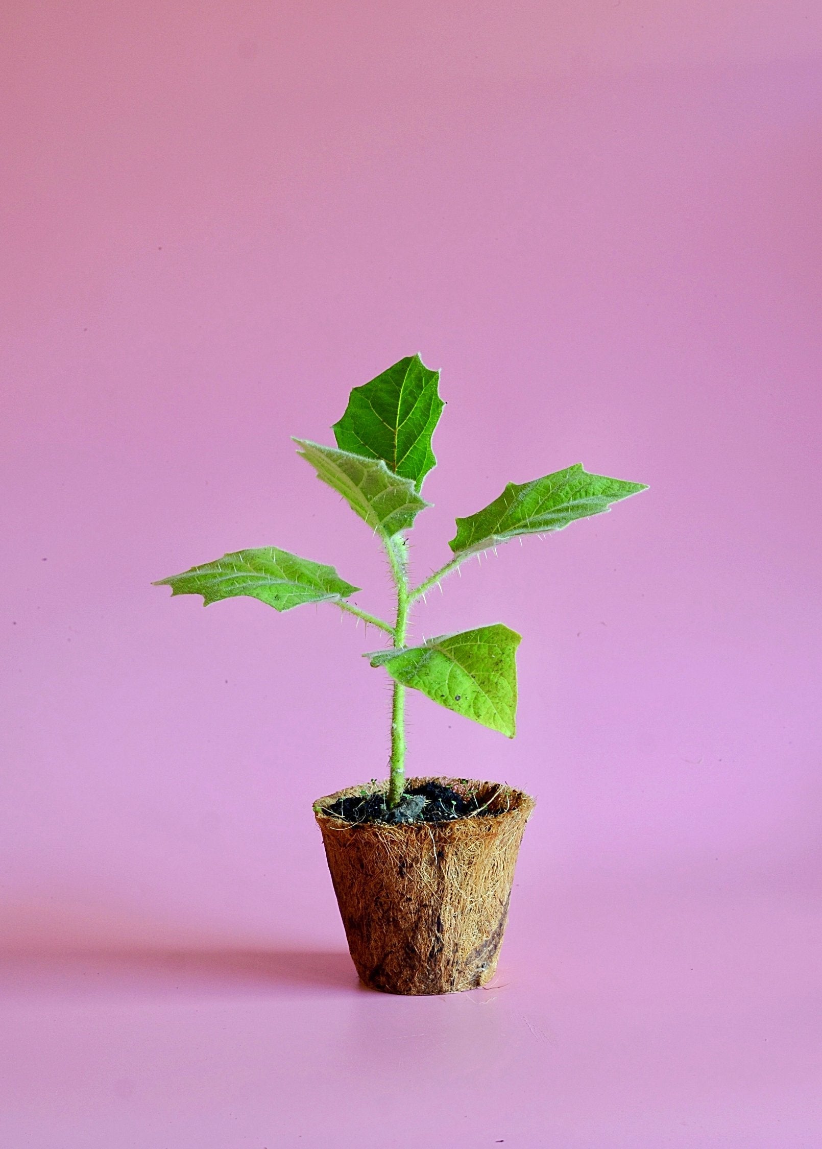 Lulo fruiting plant by Sow Exotic in a coconut coir pot, showcasing green leaves and developing orange fruit.