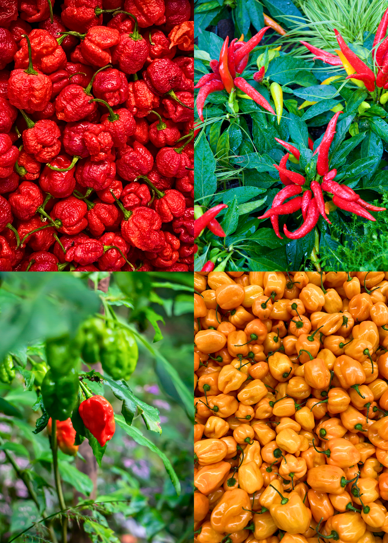 Sow Exotic hot pepper bundle with Thai Chili, Orange Habanero, and Carolina Reaper fruiting plants in coconut coir pots.