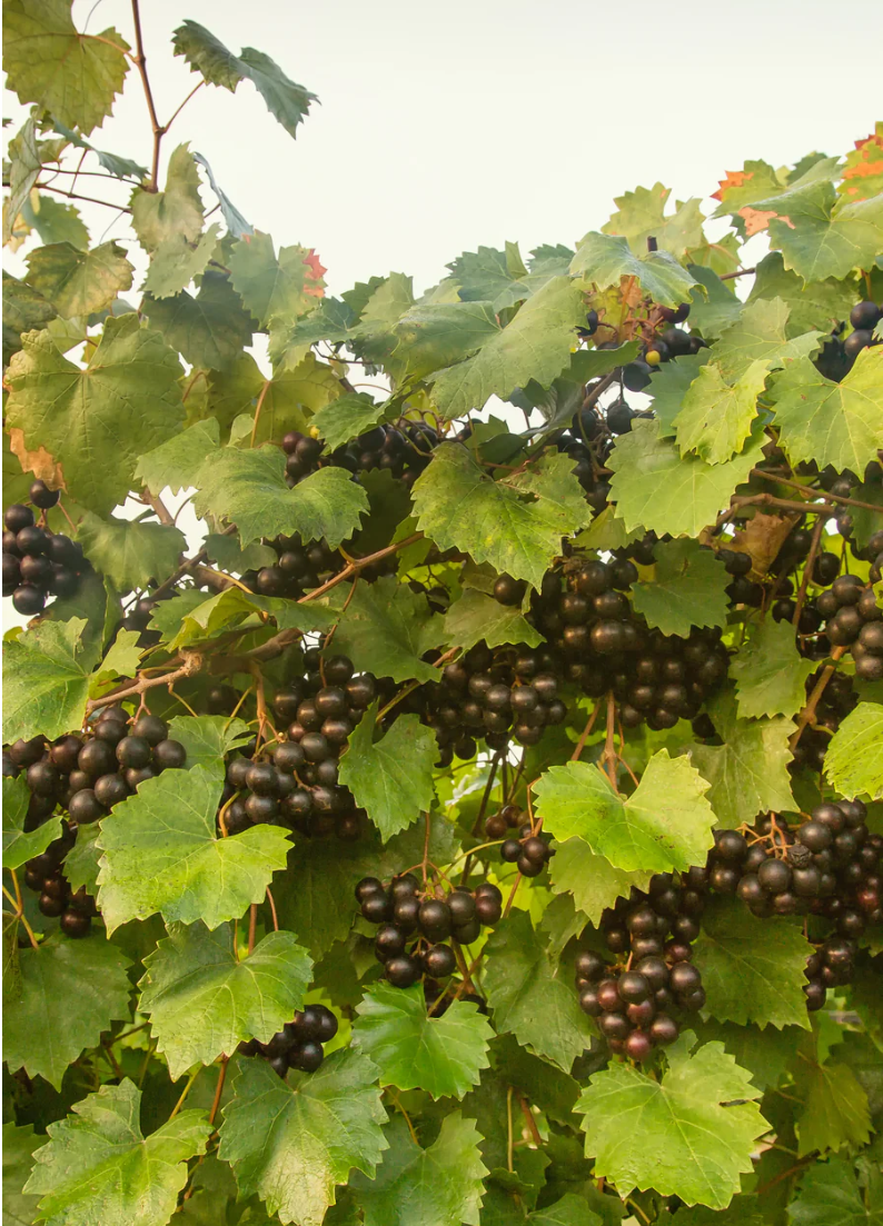 Southern Muscadine grape bundle from Sow Exotic featuring Carlos, Alachua, and Southern Home fruiting plants in coconut coir pots.