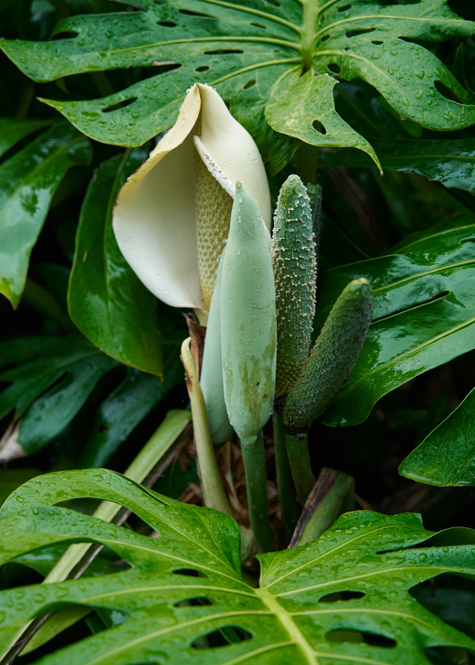 Healthy Monstera deliciosa fruiting plant in a coconut coir pot, showcasing large, split leaves of Sow Exotic Swiss Cheese Plant.